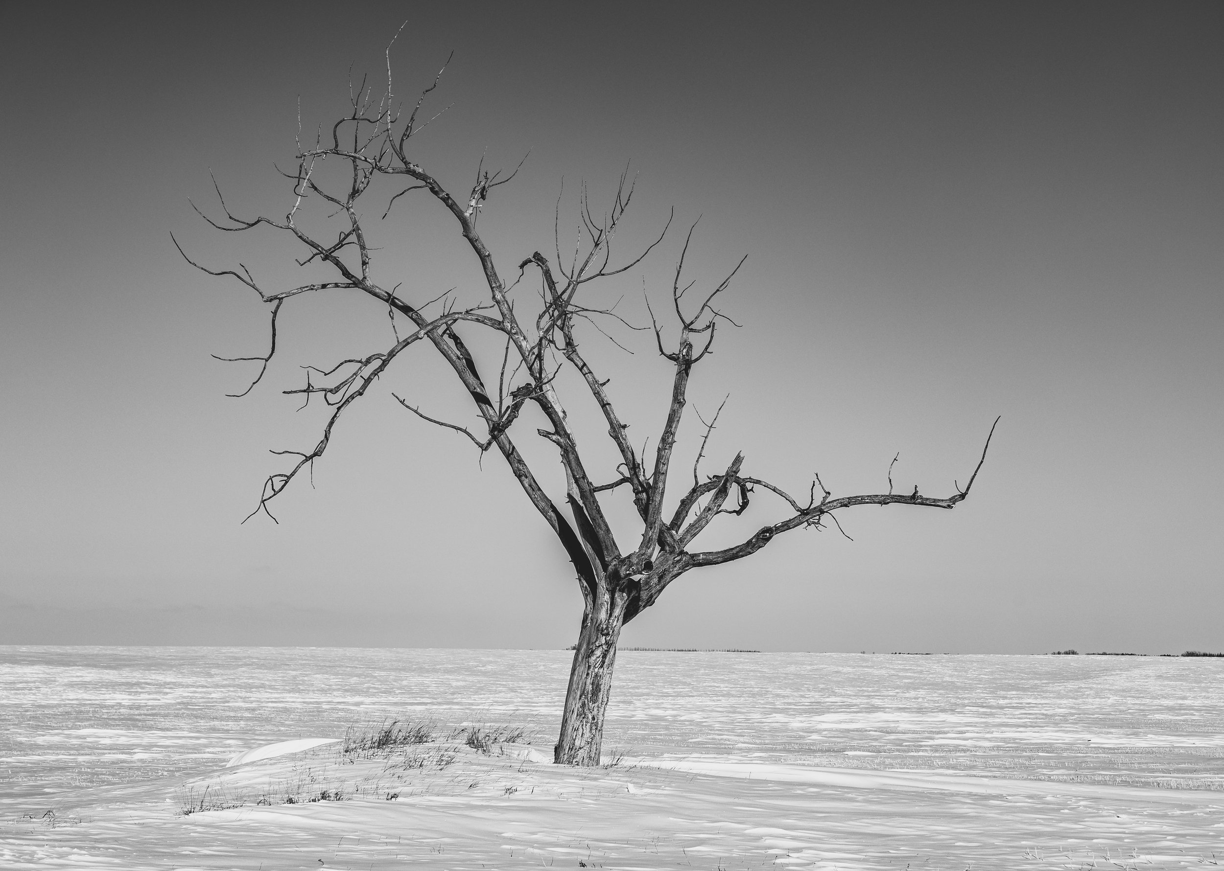 Lonely Tree bw