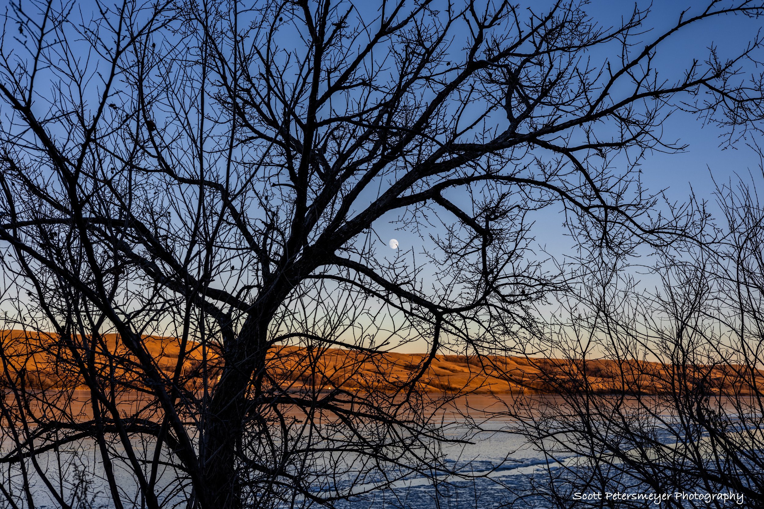 sunset tree - small file.jpeg