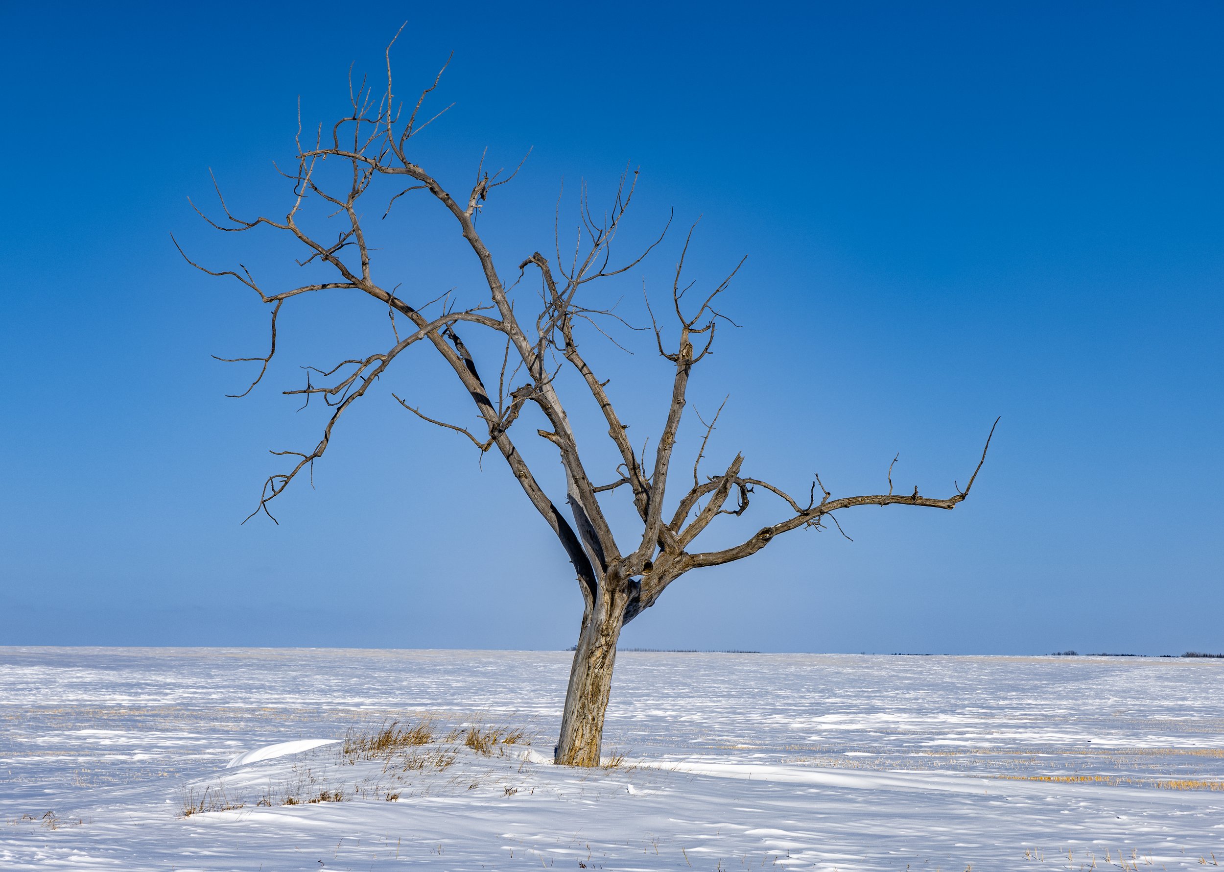 Lonely Tree