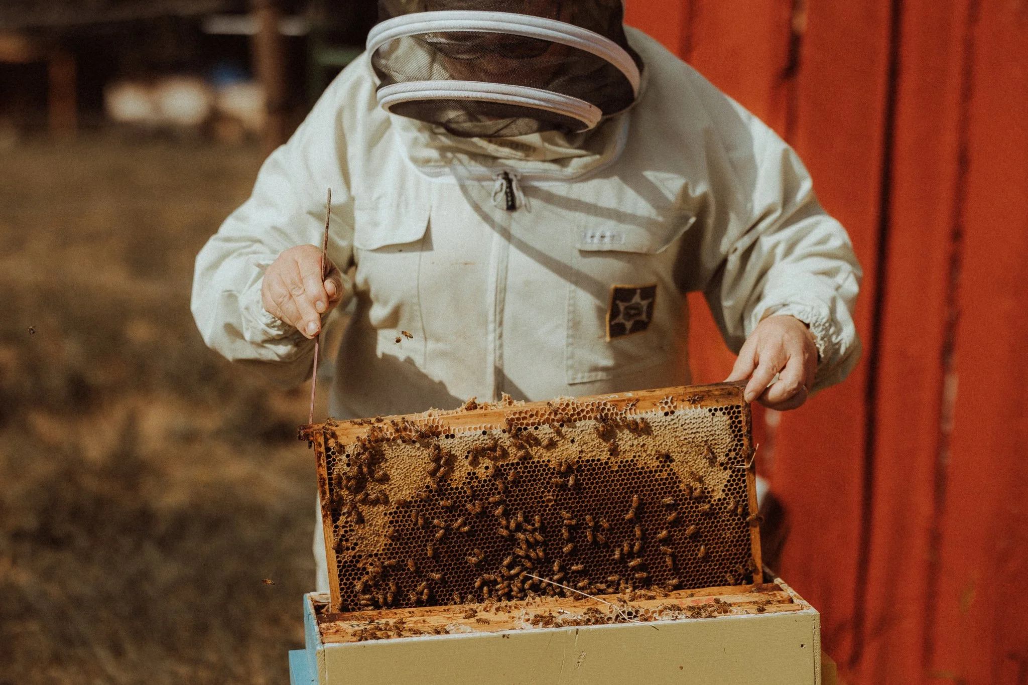 BEE BRAVE