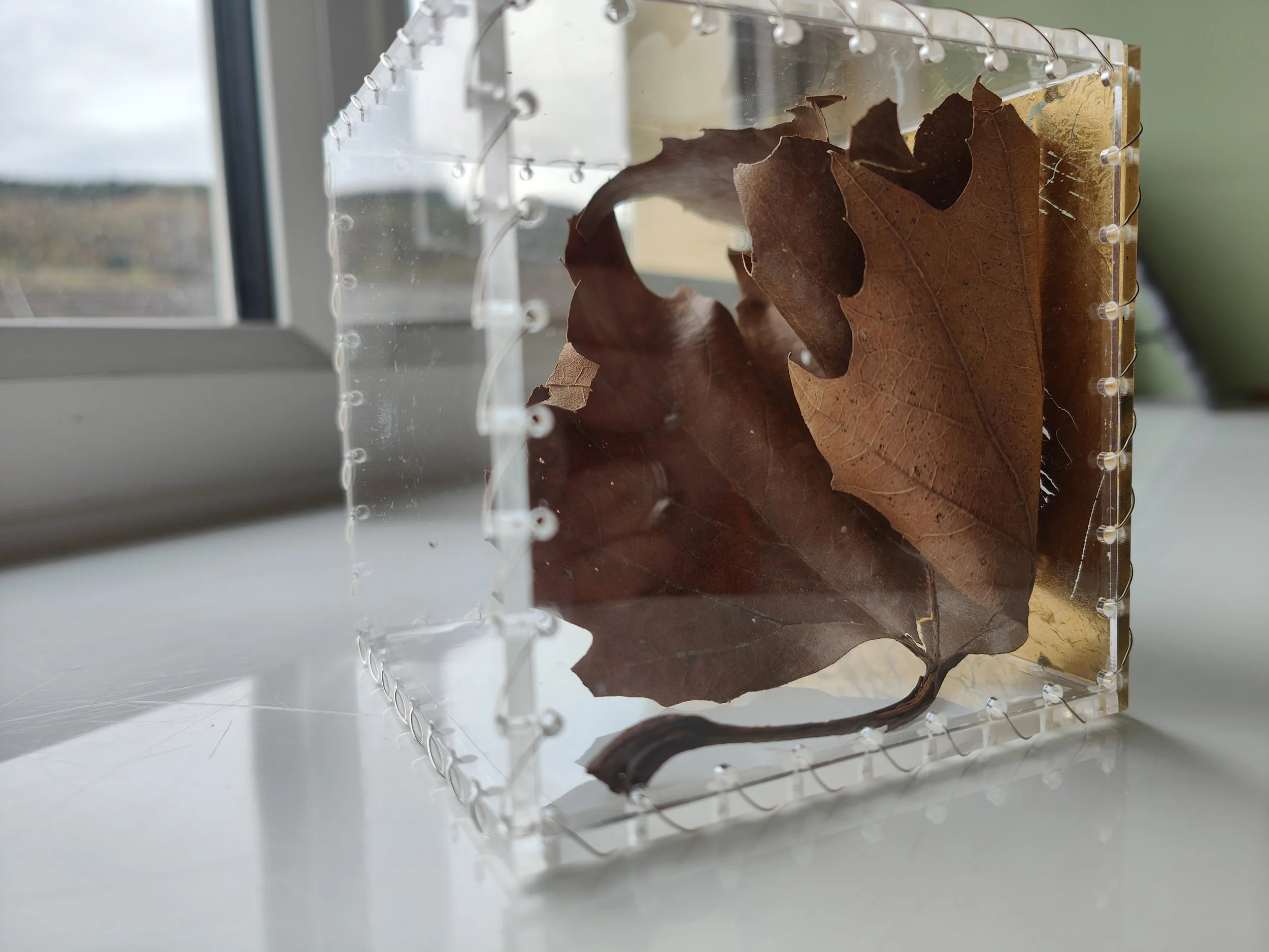 'Fallen', 9.5cm² Acrylic, wire, dried foliage, goldleaf