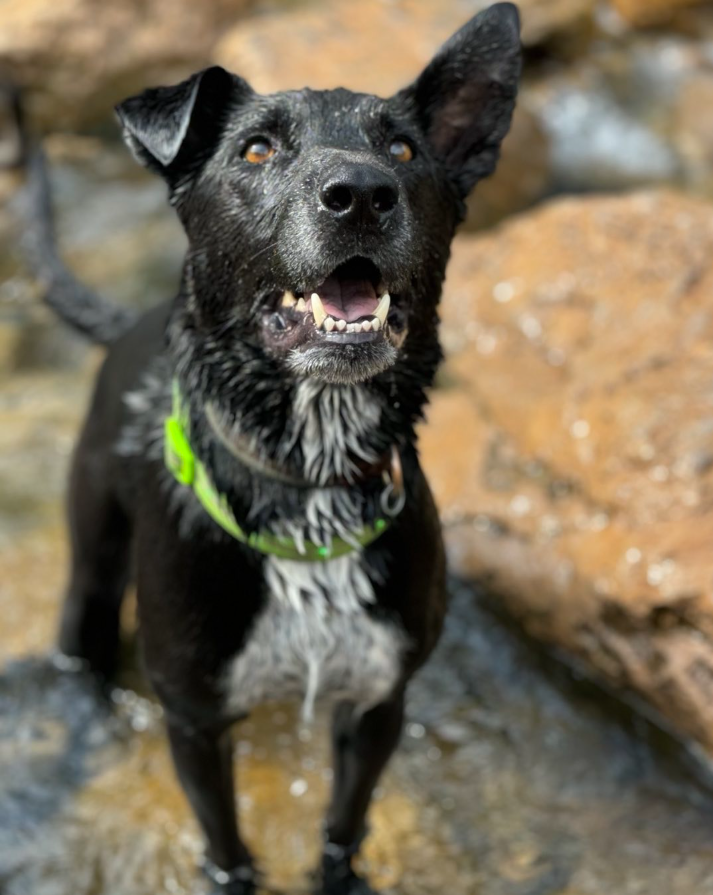 Black dog with green collar with water and rocks behind him