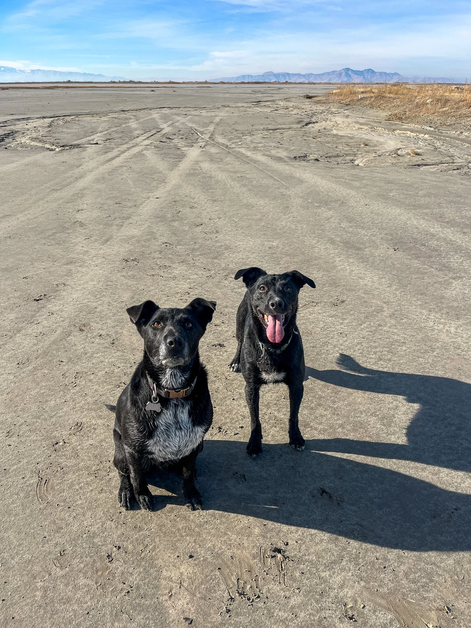 Two black dogs sitting outside