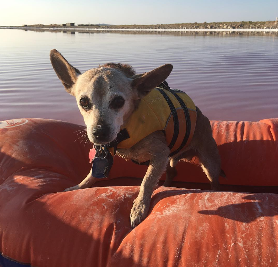 Dog on boat