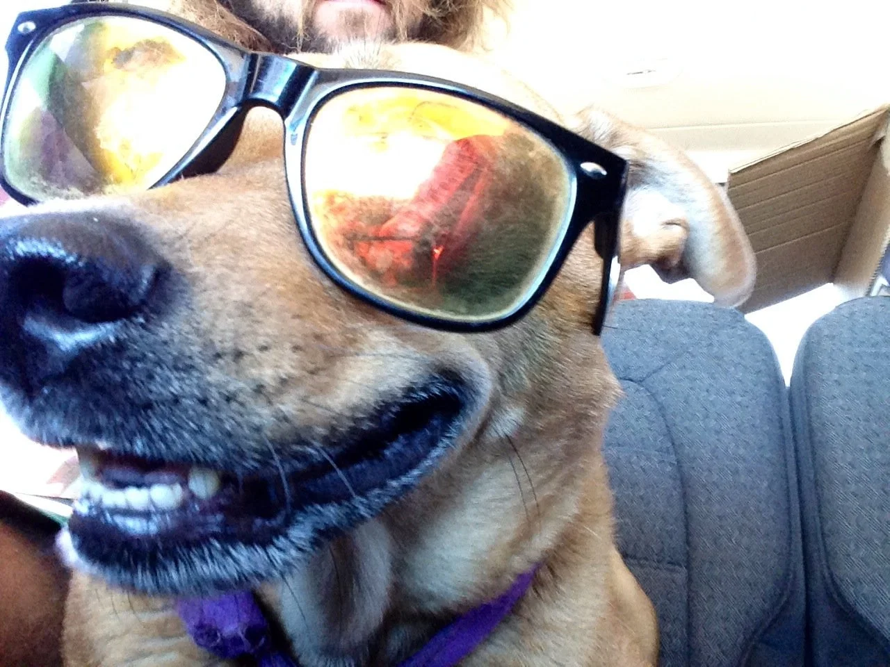 Dog wearing sunglasses