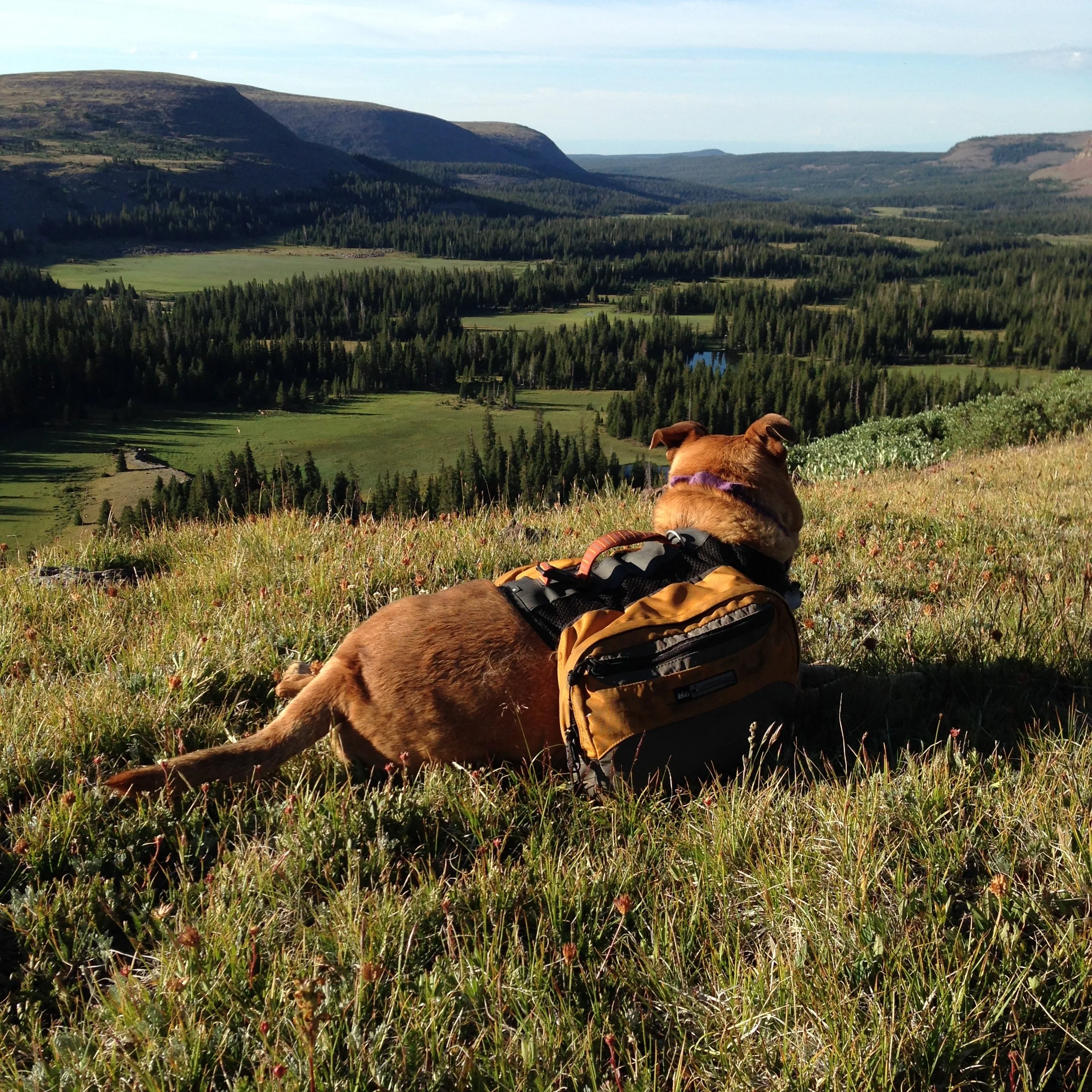 Dog in mountain field