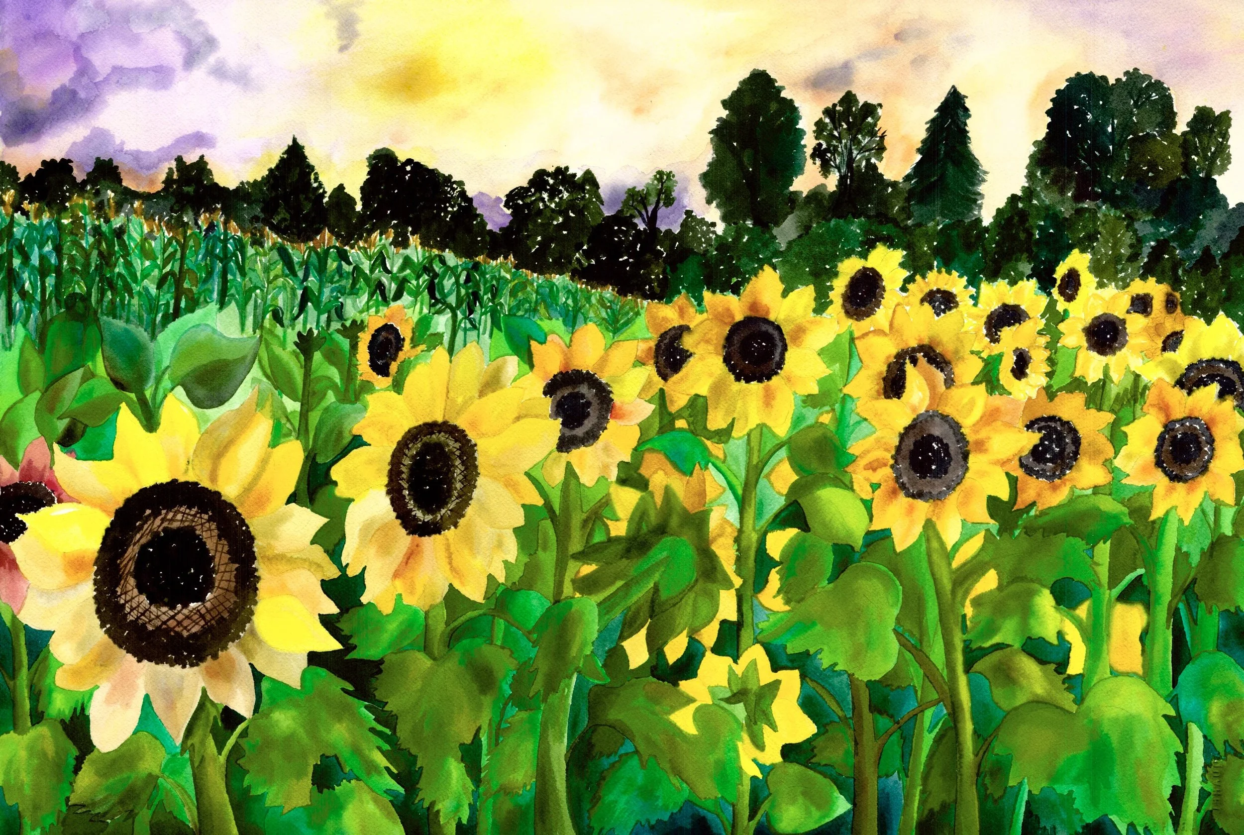 Pages from Portfolio Scans Sunflower JPG .jpeg