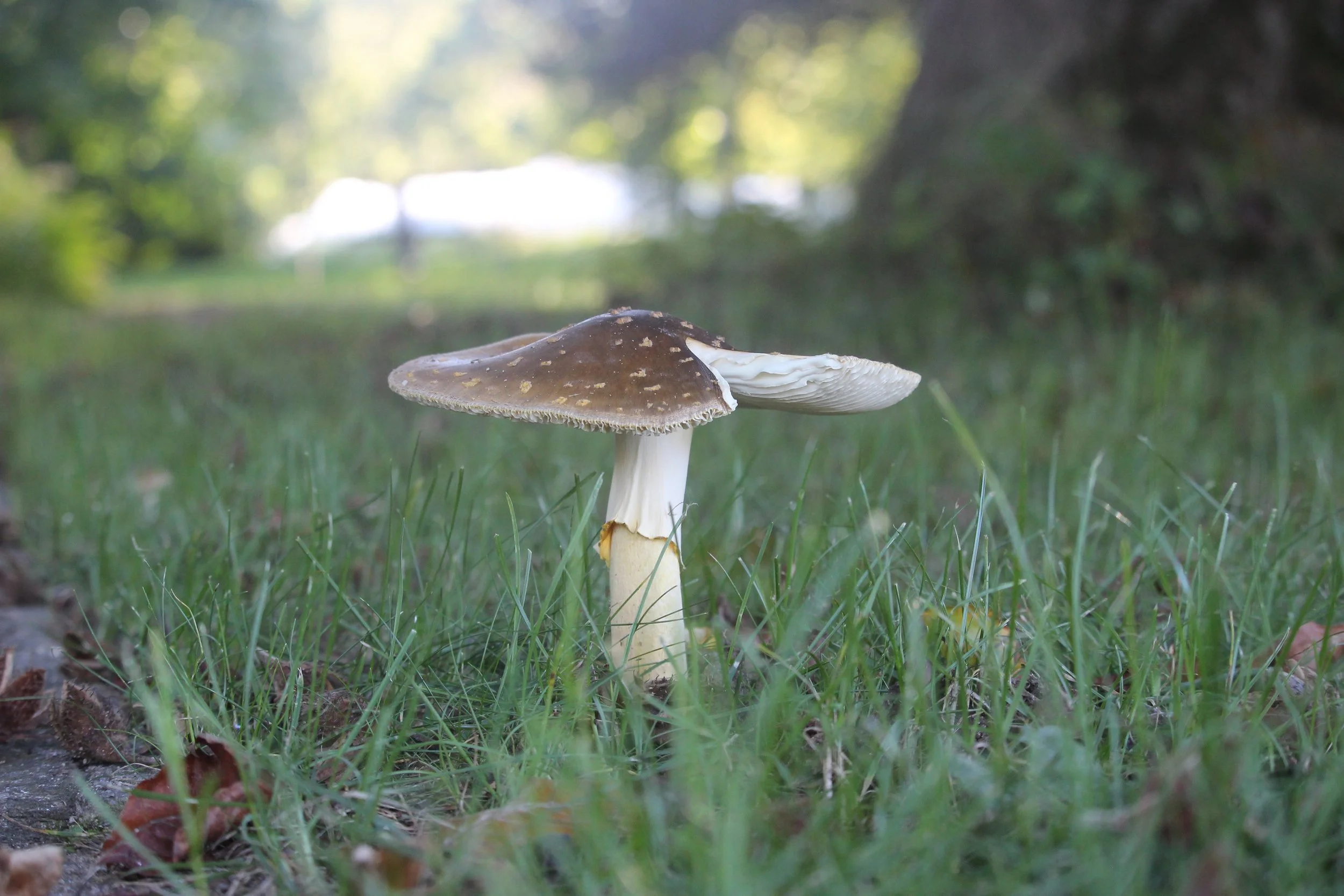 53283934678_d3ecb27a35_o (1).jpg