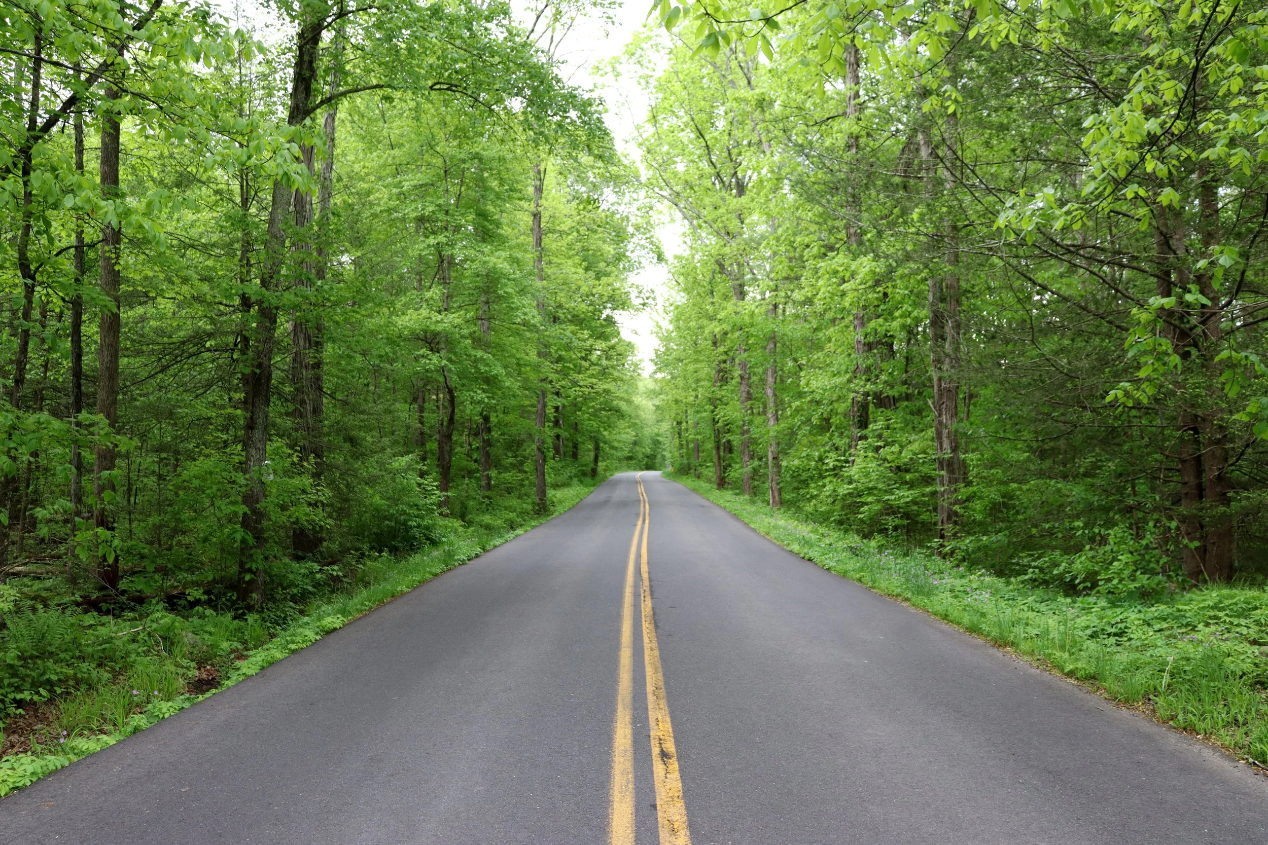 Forest Road copy.jpg