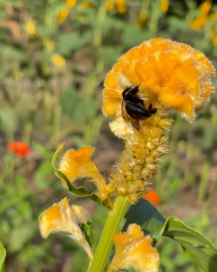 May your weekend 🐝 as restful &mdash; or adventurous &mdash; as our lil&rsquo; farm tenants. But whatever you do, 🐝 careful in these streets. 

(And are we officially at dad joke age? Asking for the dad on the farm, @schewningii.)

#maeflowersfarm 