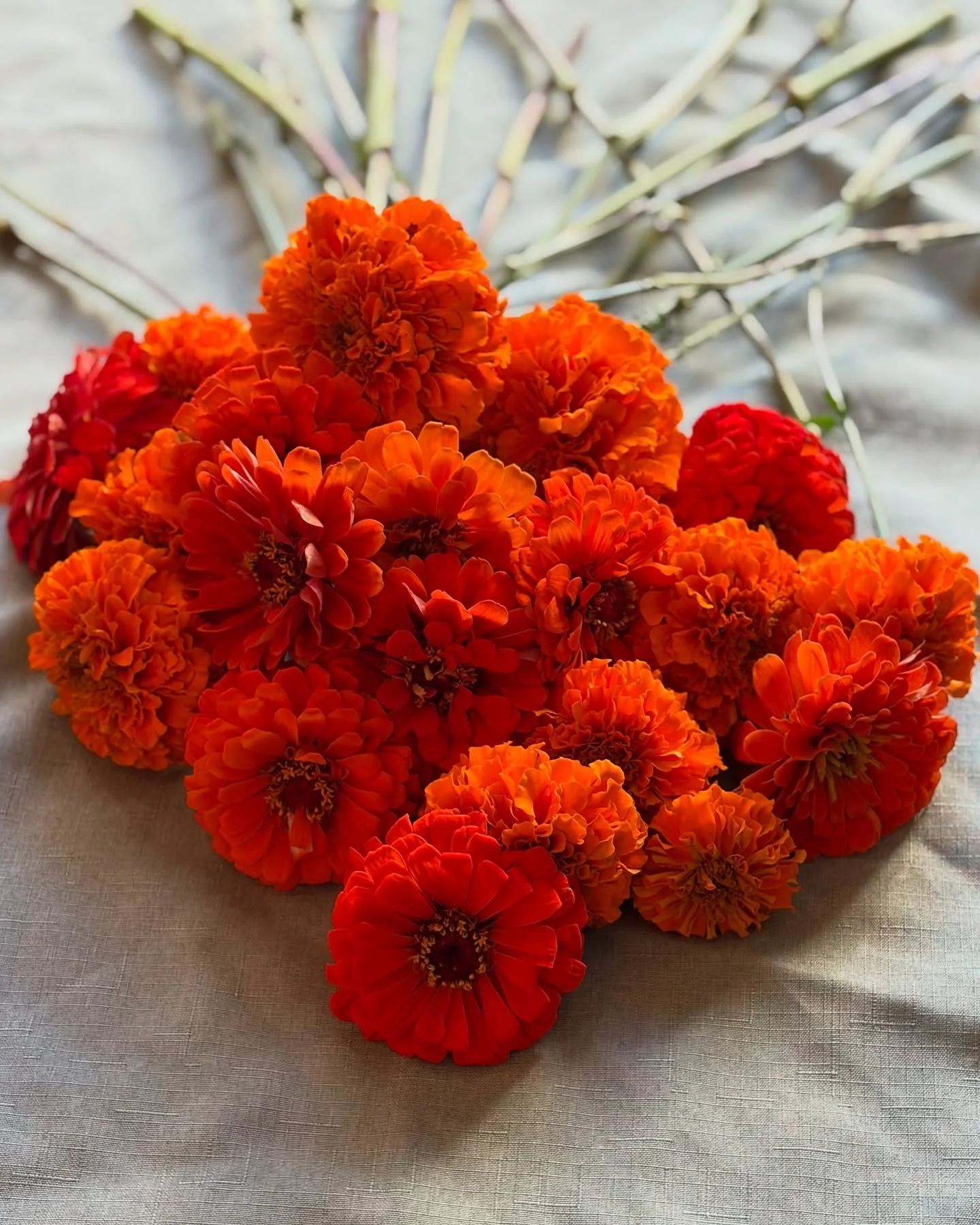 The category is: Channel Orange. 🟠

#maeflowersfarm #maeblooms #fall #marigolds #zinnias