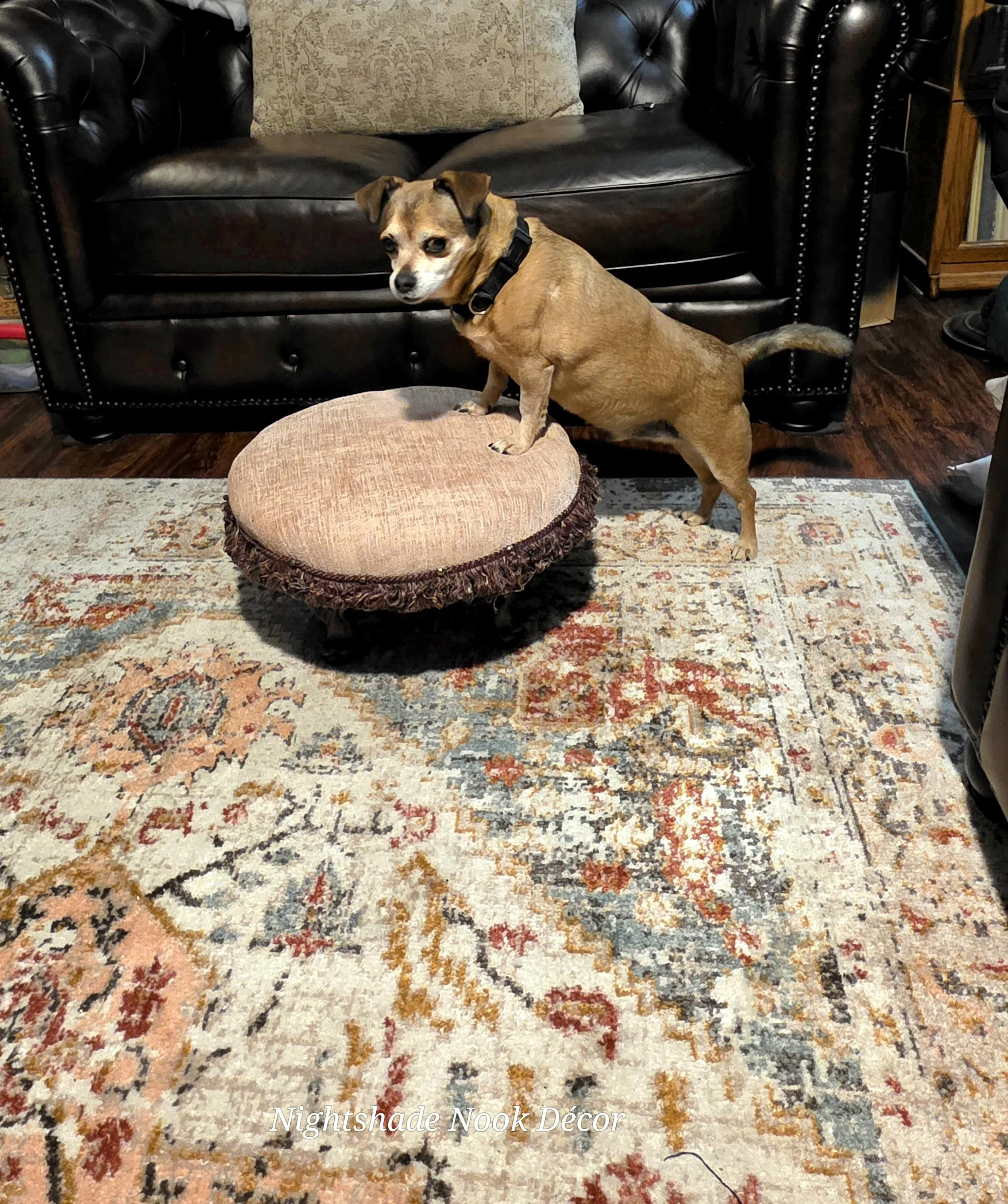 A Bailey standing with one paw on a pink, round cushioned ottoman/footstool on a vintage-style area rug in a living room.