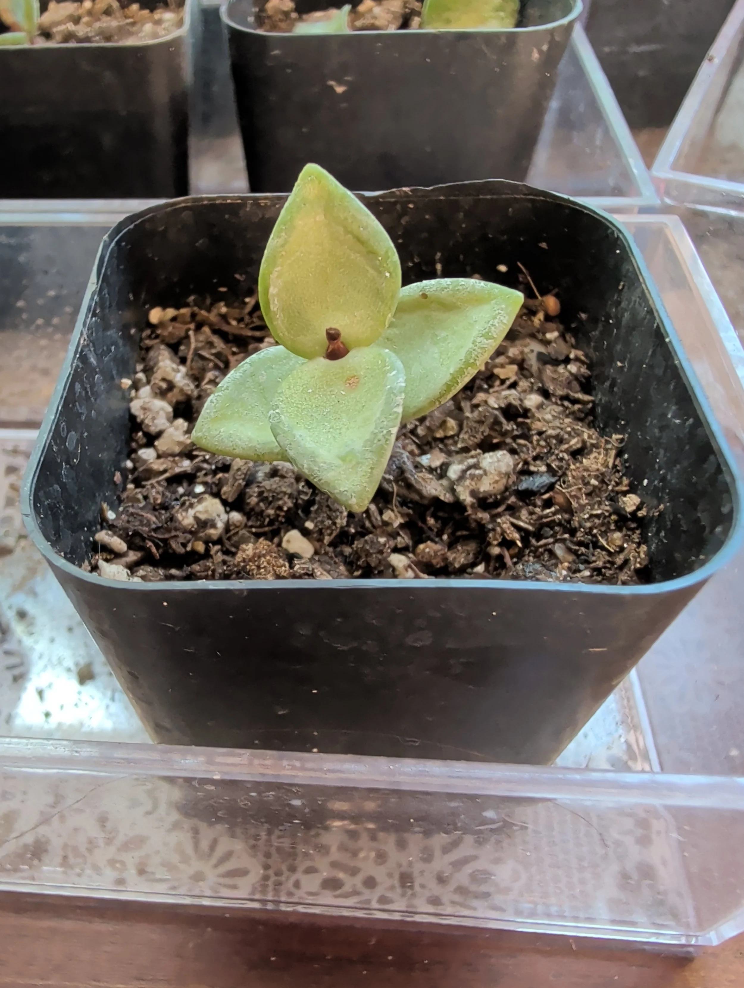 2in Plant 2.jpg