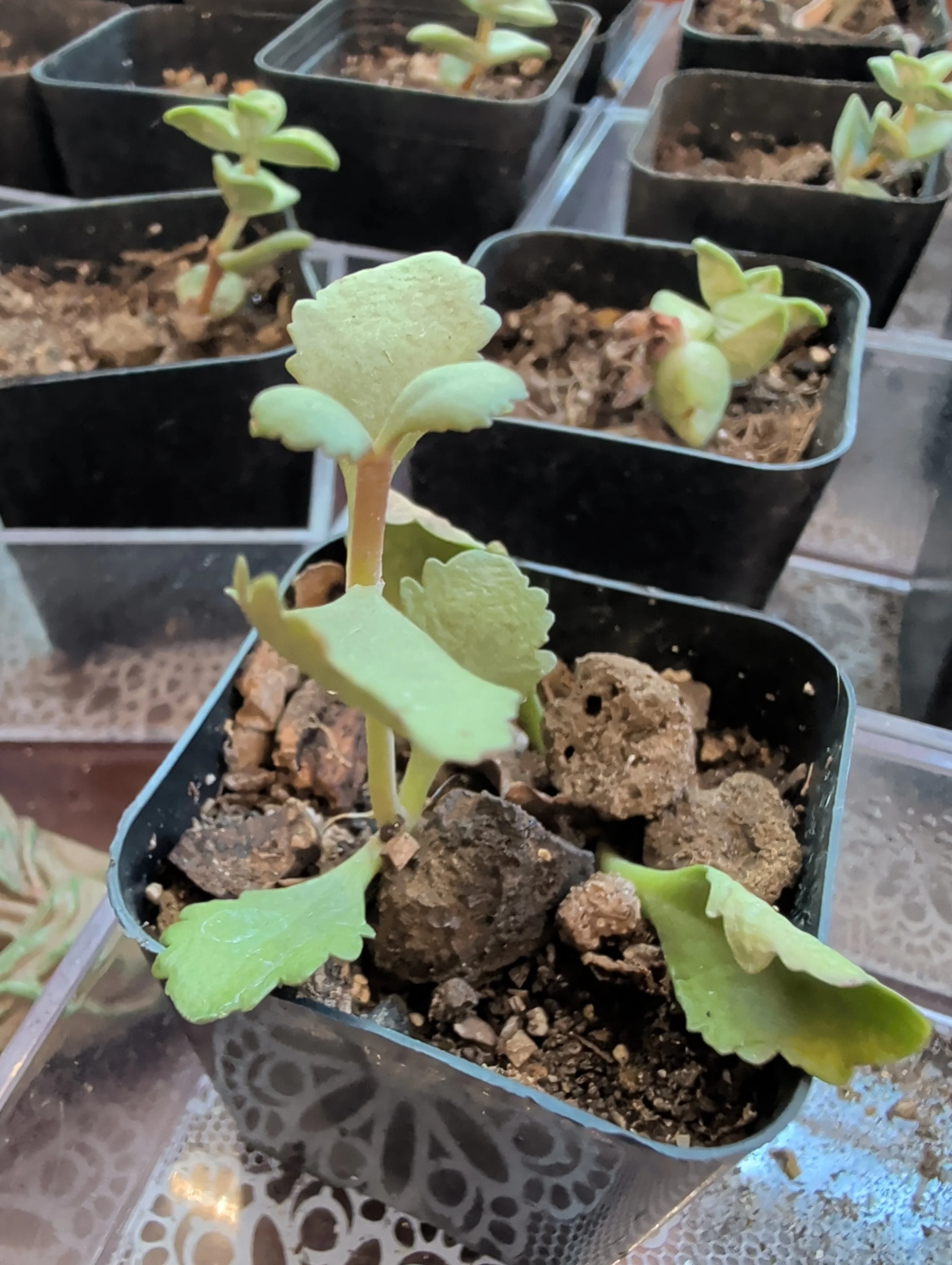2in Plant 3.jpg