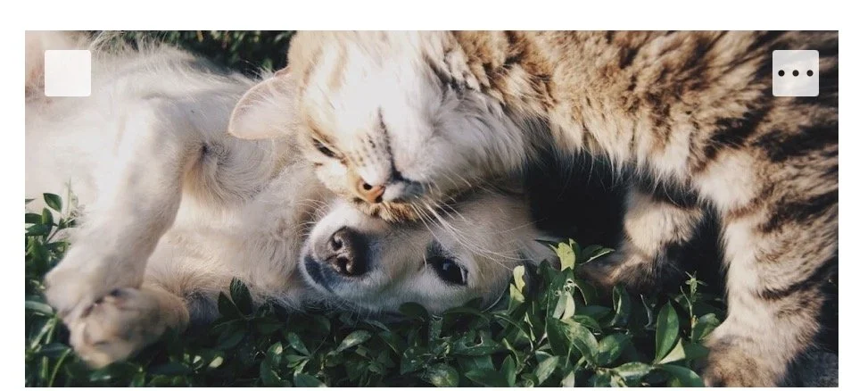 Pet Death Doula- In Home Services