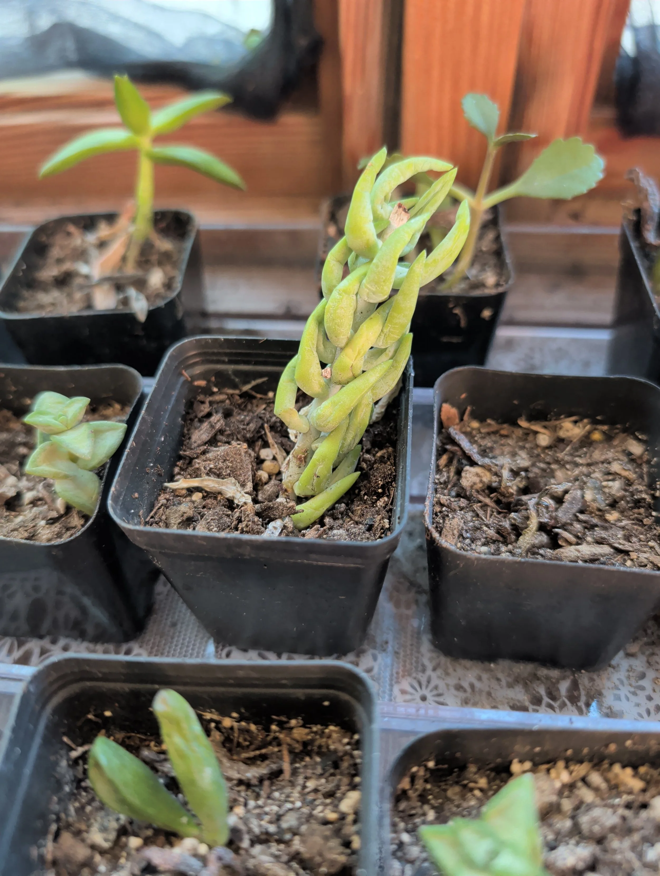 2in Plant 1.jpg