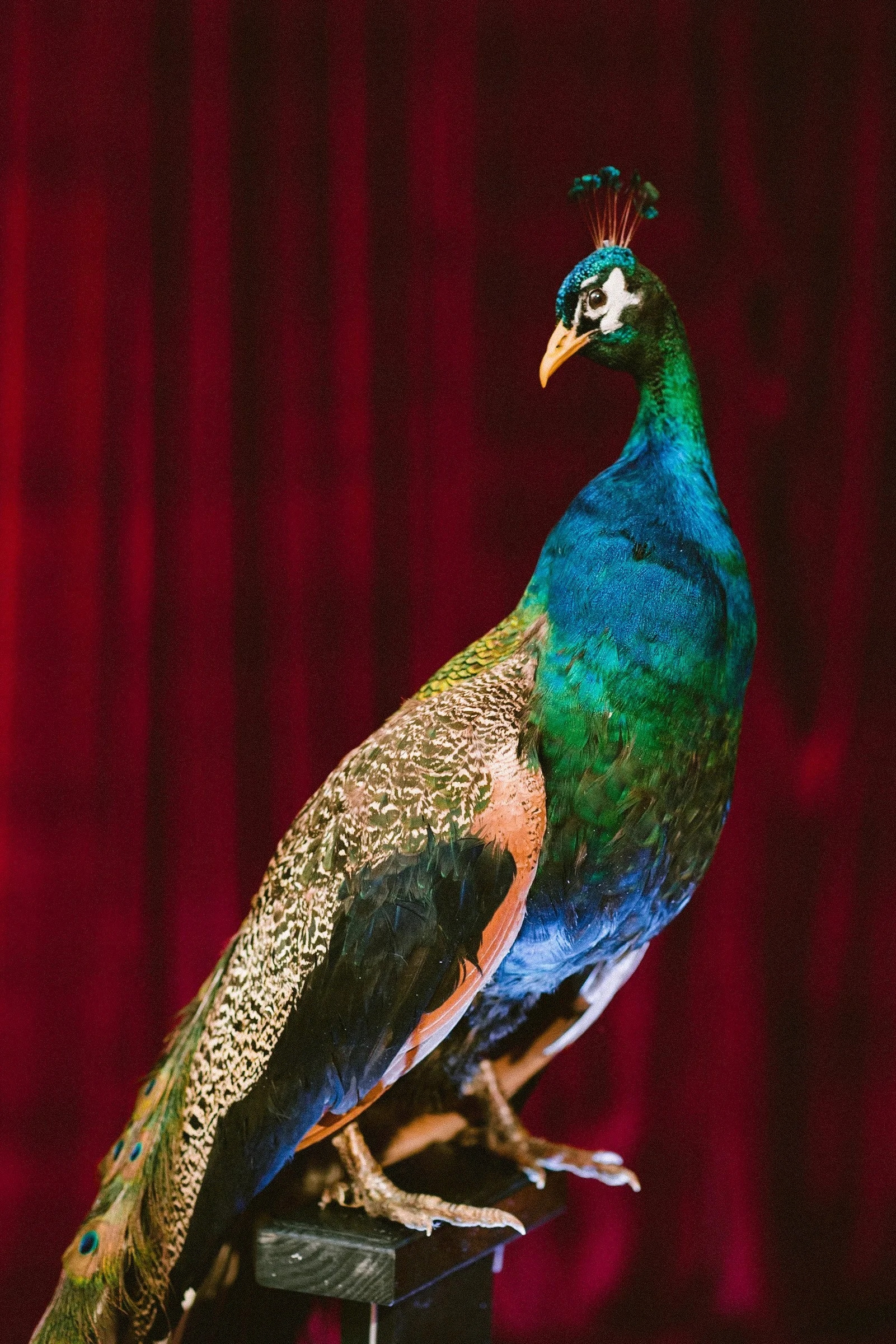 bash-please-utah-investor-community-summit-taxidermy-peacock-red-velvet-curtain-welcome-party-decor-luxury-event-styling.jpg