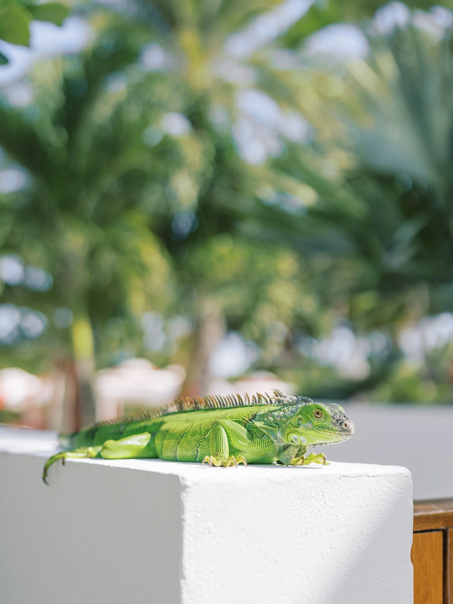bash-please-faena-miami-corporate-milestone-celebration-green-iguana-faena-miami-beach-rooftop-terrace.jpg