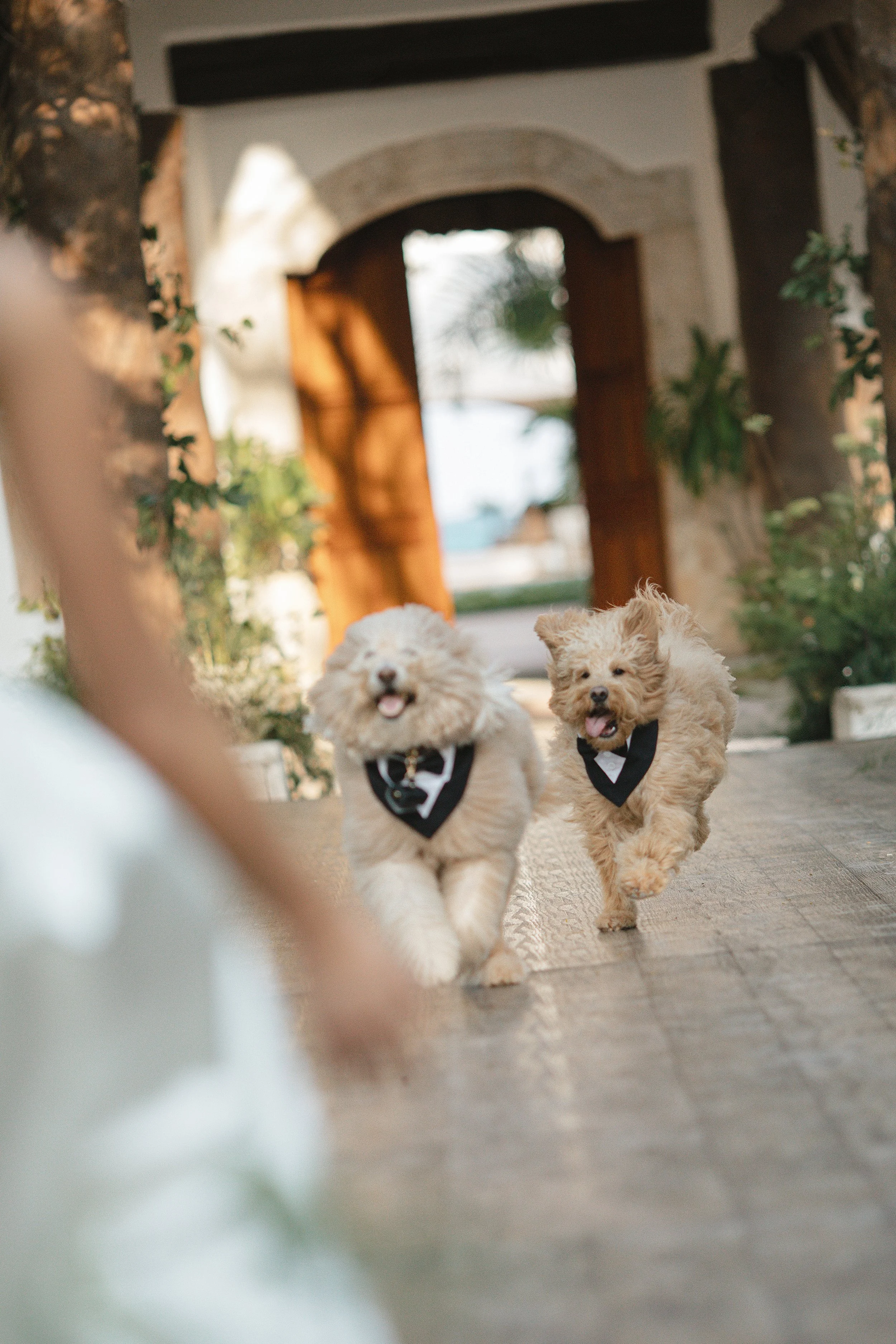 Alex Cooper Mexico wedding produced by Bash Please