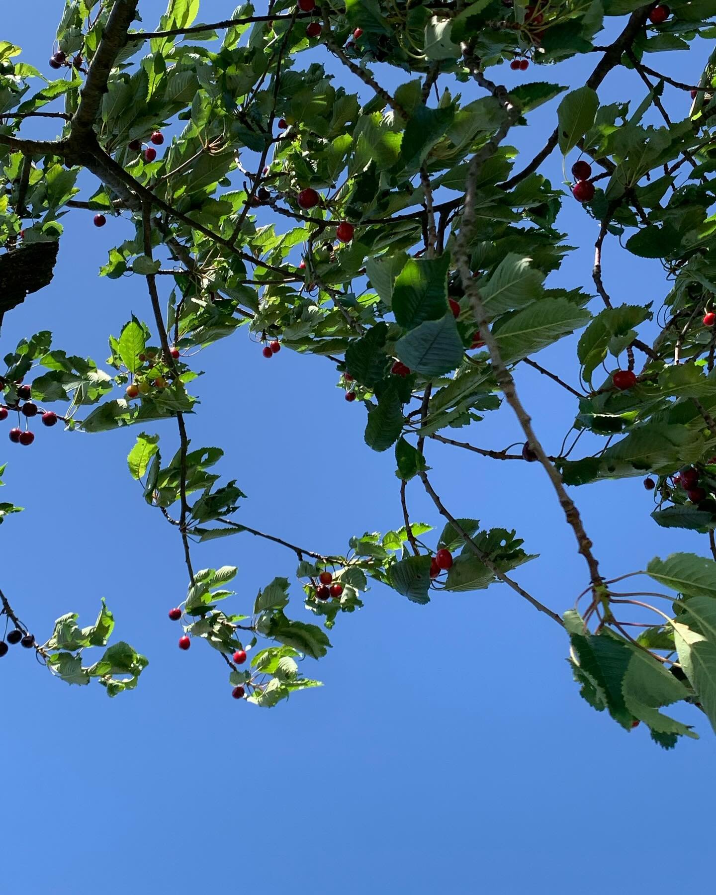 Welcome summer with the richness of cherries 🌞🍒
The road from Tarczyn to Modrzewe is bursting with the sweetest gifts. Even our century-old trees are heavy with fruit&mdash;have you tried them yet?

#dolnyslask #dolinabobru #lowersilesia #tarczyn #