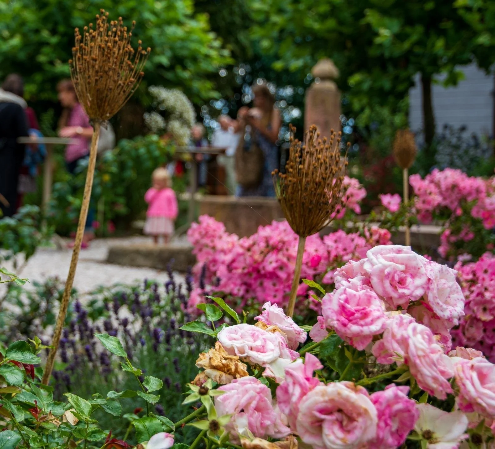 Garden scene with pink roses and blurred people in the background