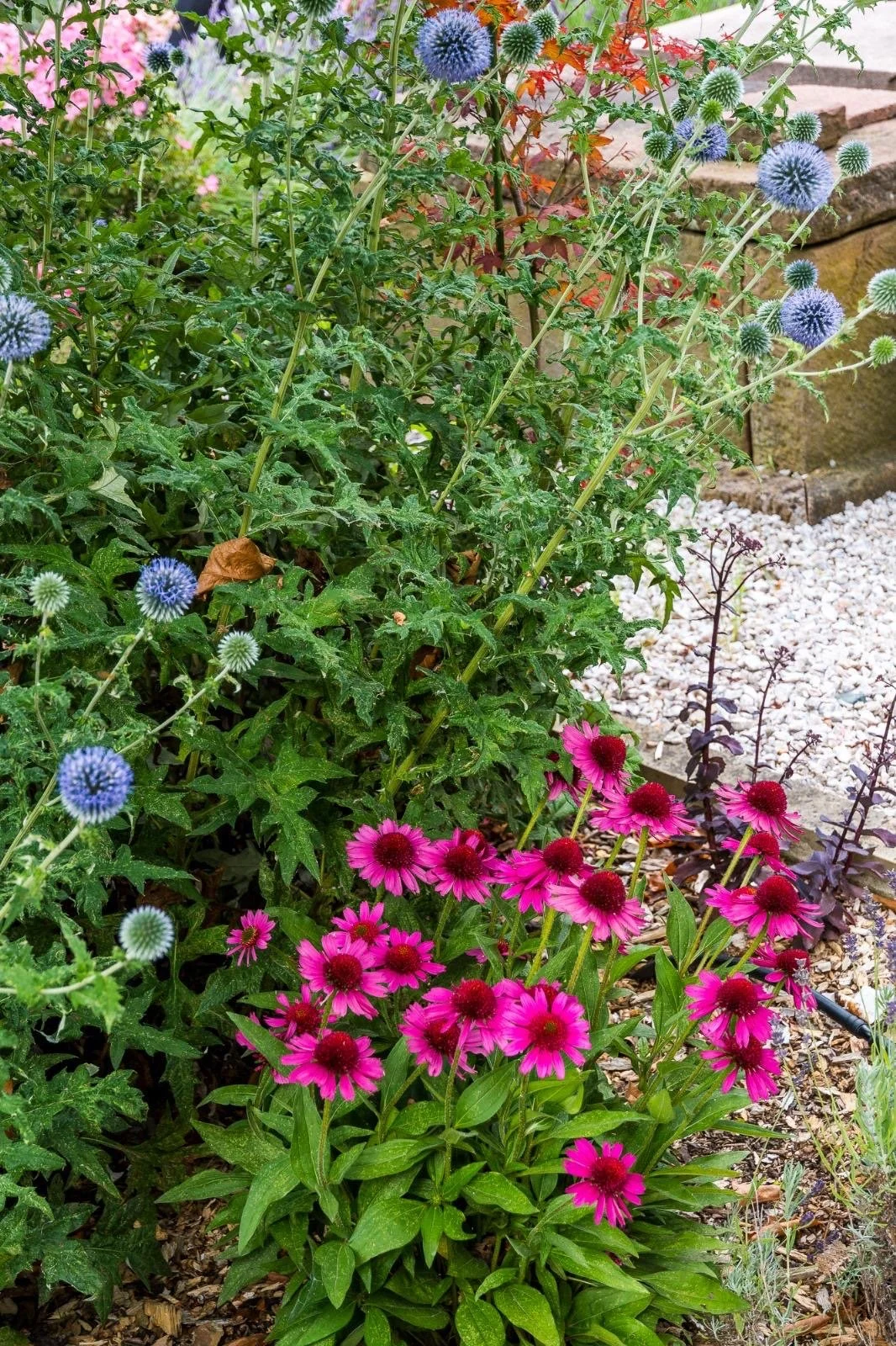 Garden with purple globe thistles and magenta coneflowers, surrounded by greenery and gravel path.
