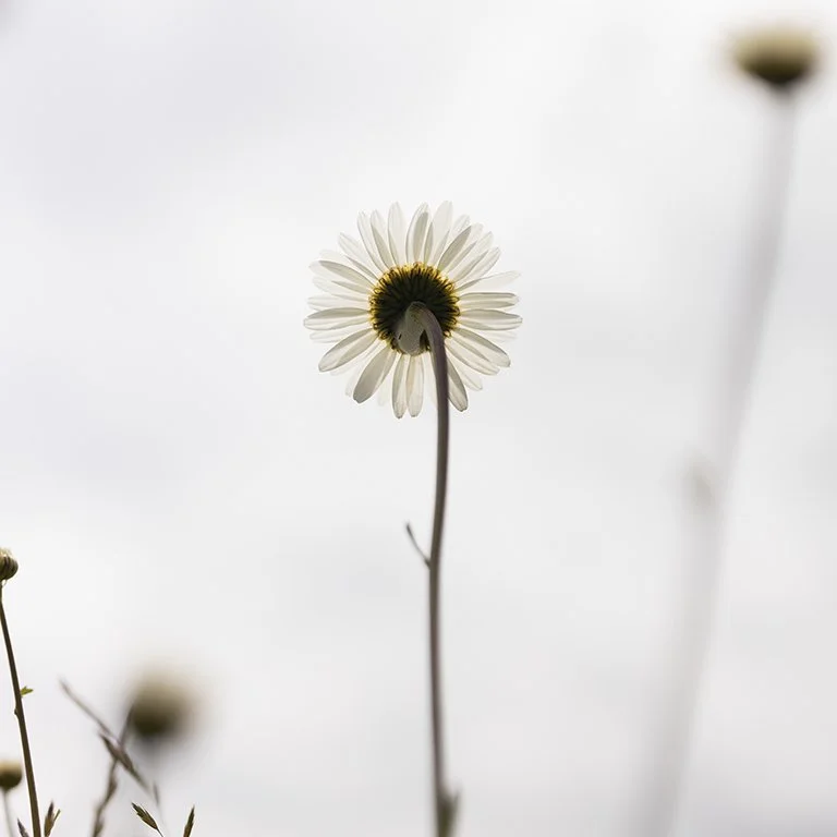 A summer daisy.