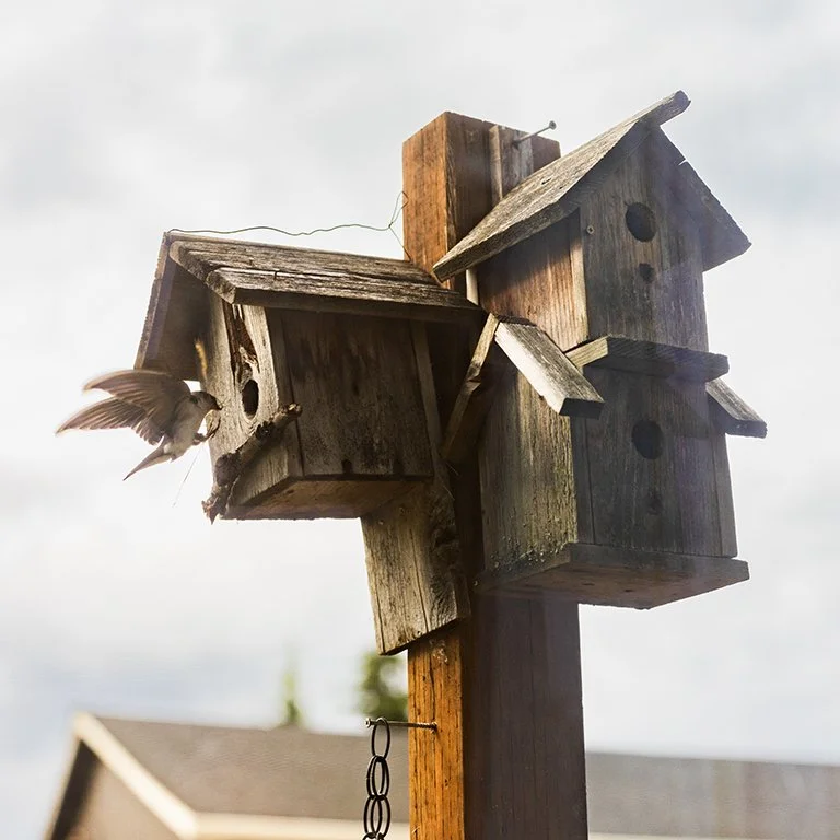 My mom's birdhouse with a bird flying up to the entrance.
