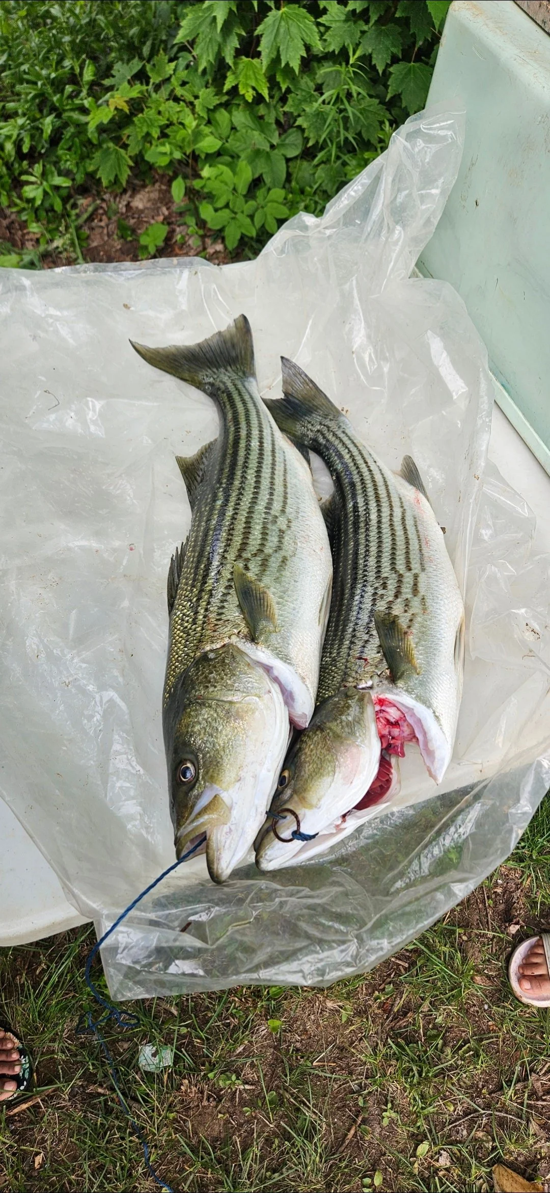 Bass Fishing - 00001.jpg