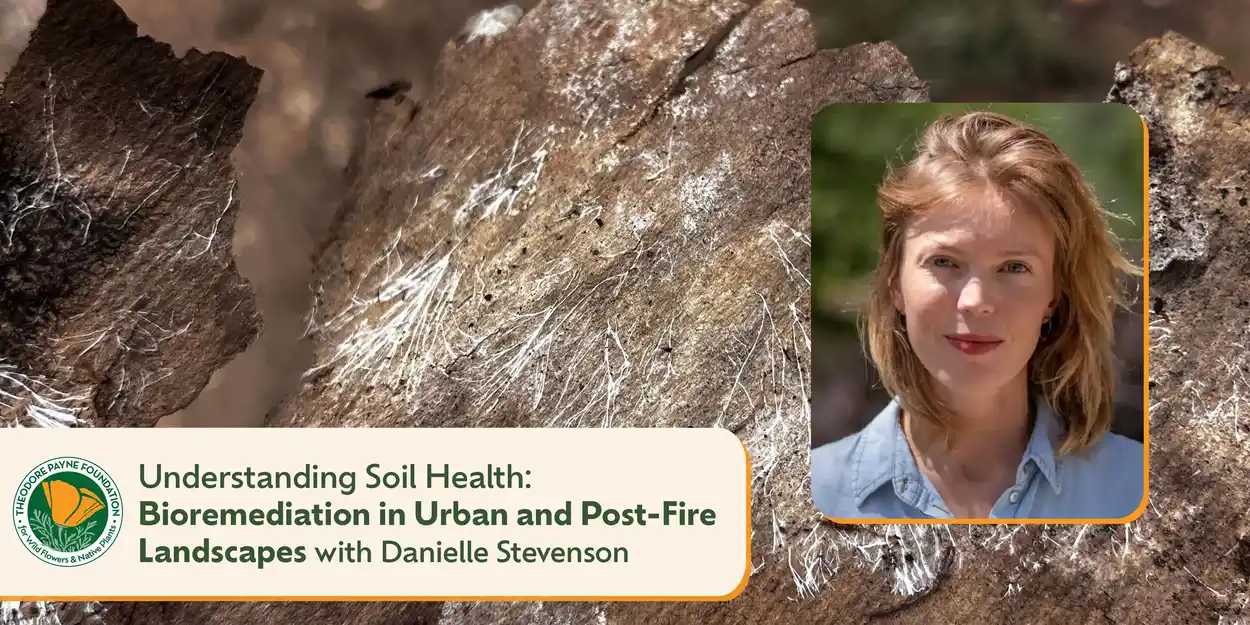 Understanding Soil Health: Bioremediation in Urban and Post-Fire Landscapes with Danielle Stevenson