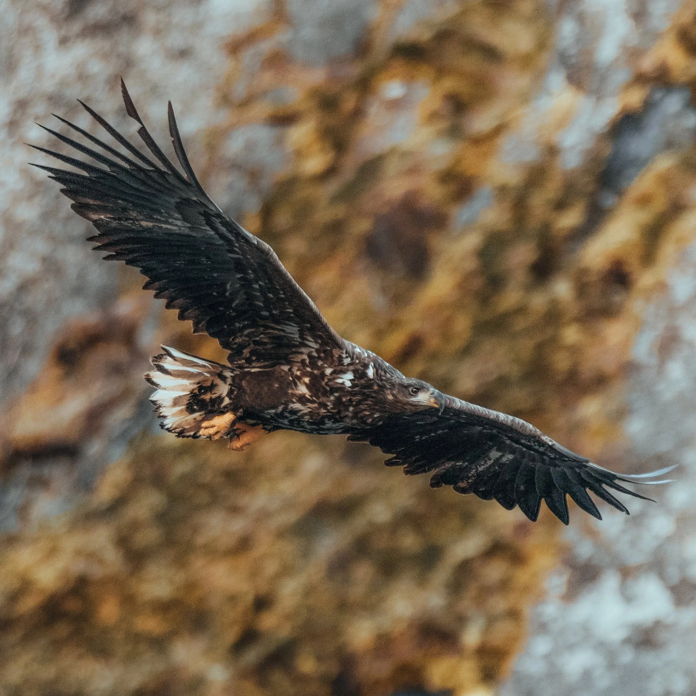 En ørn flyr over en fjellskråning med steiner og mose.