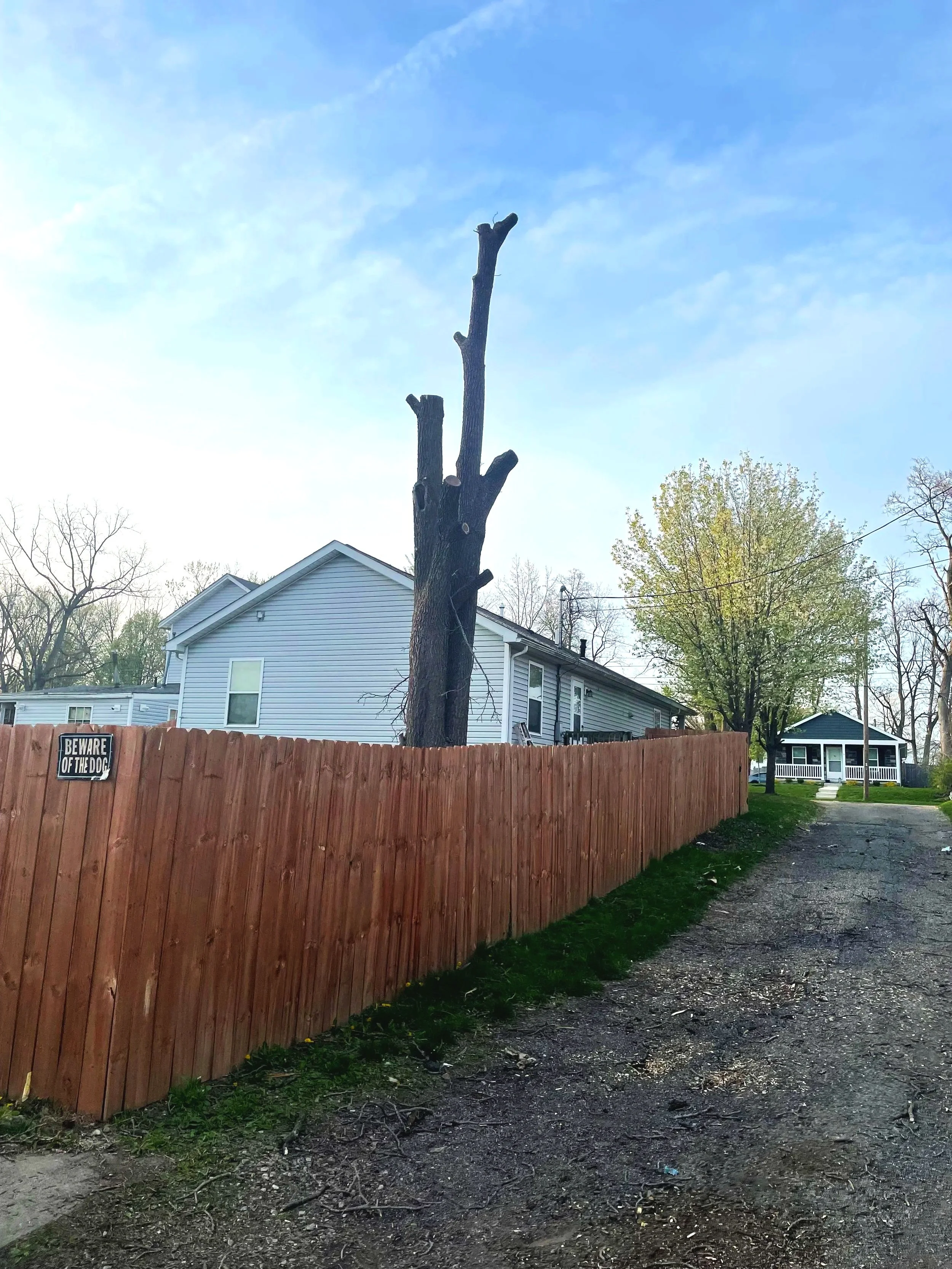 A tall, leafless tree with multiple cut branches, behind a wooden fence near suburban houses, under a partly cloudy sky.