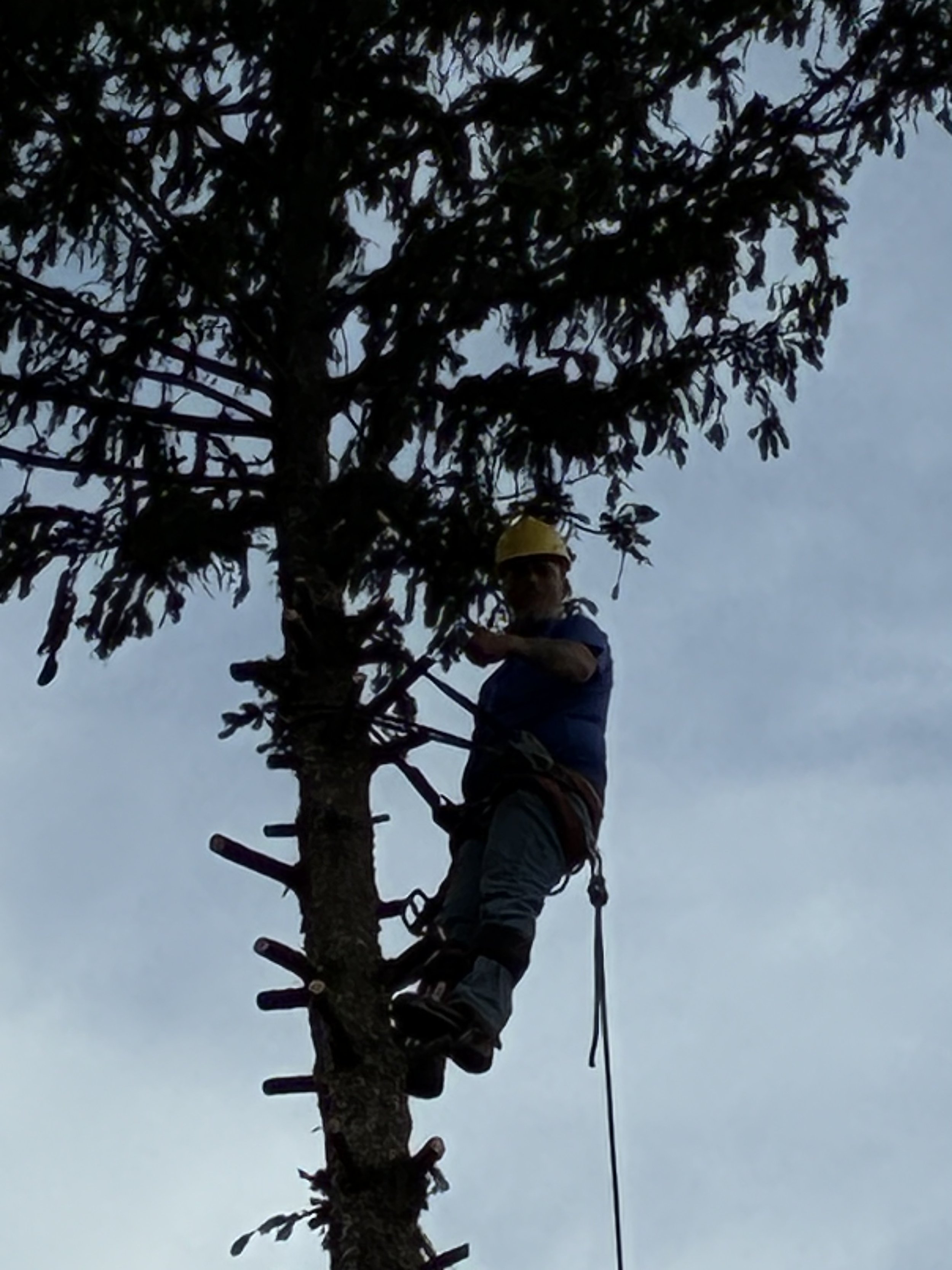 A person wearing a yellow safety helmet climbing a tall tree with a harness, surrounded by a clear sky.