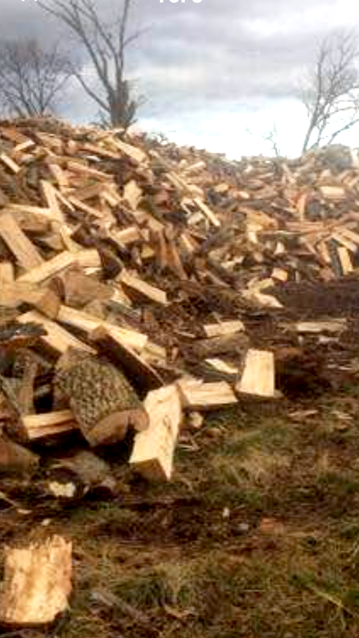 A large pile of chopped firewood stacked outdoors with leafless trees and a cloudy sky in the background.