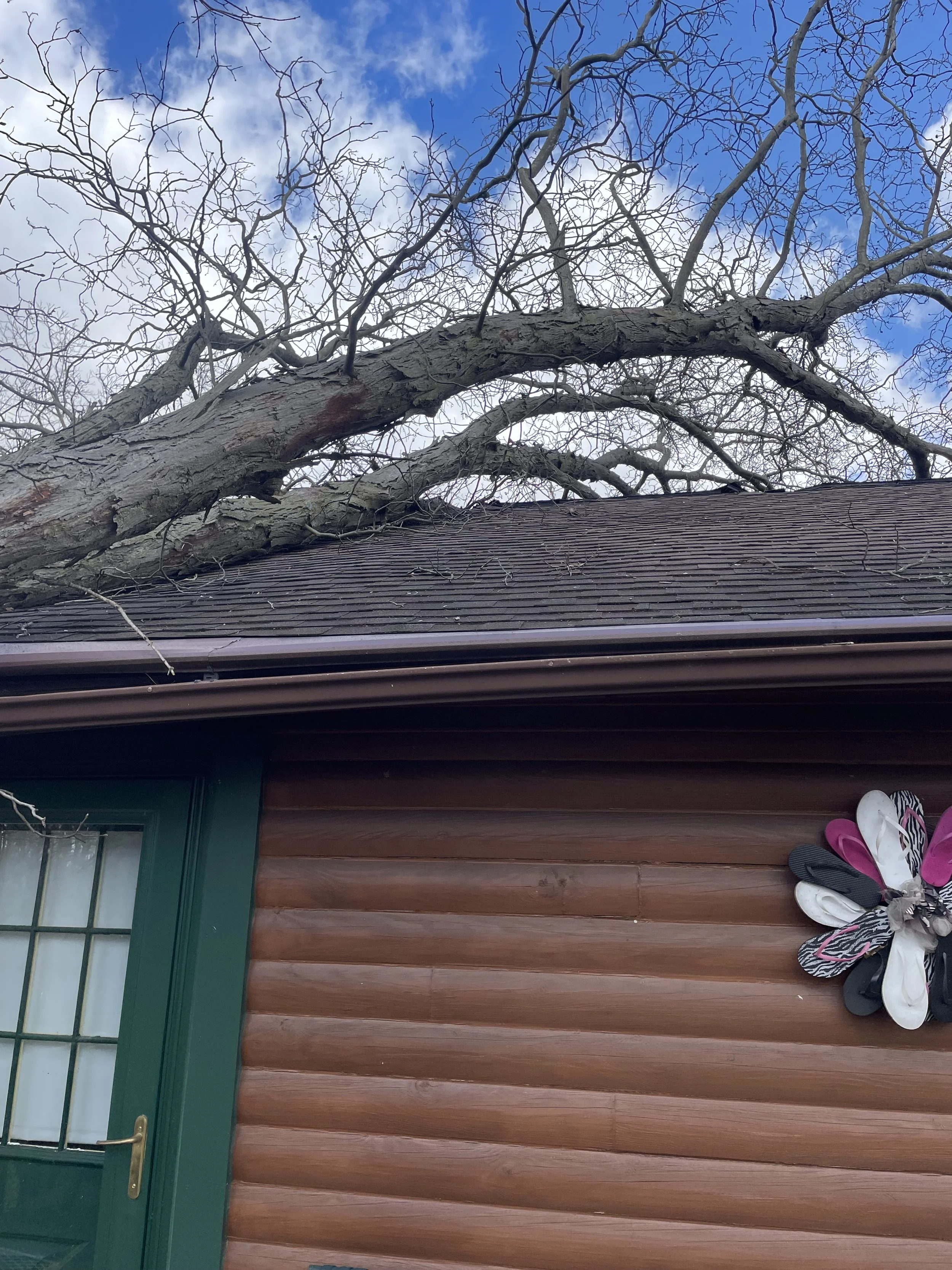 A large tree with bare branches leaning over the roof of a wooden house with a green door and a flower-shaped decoration on the wall.