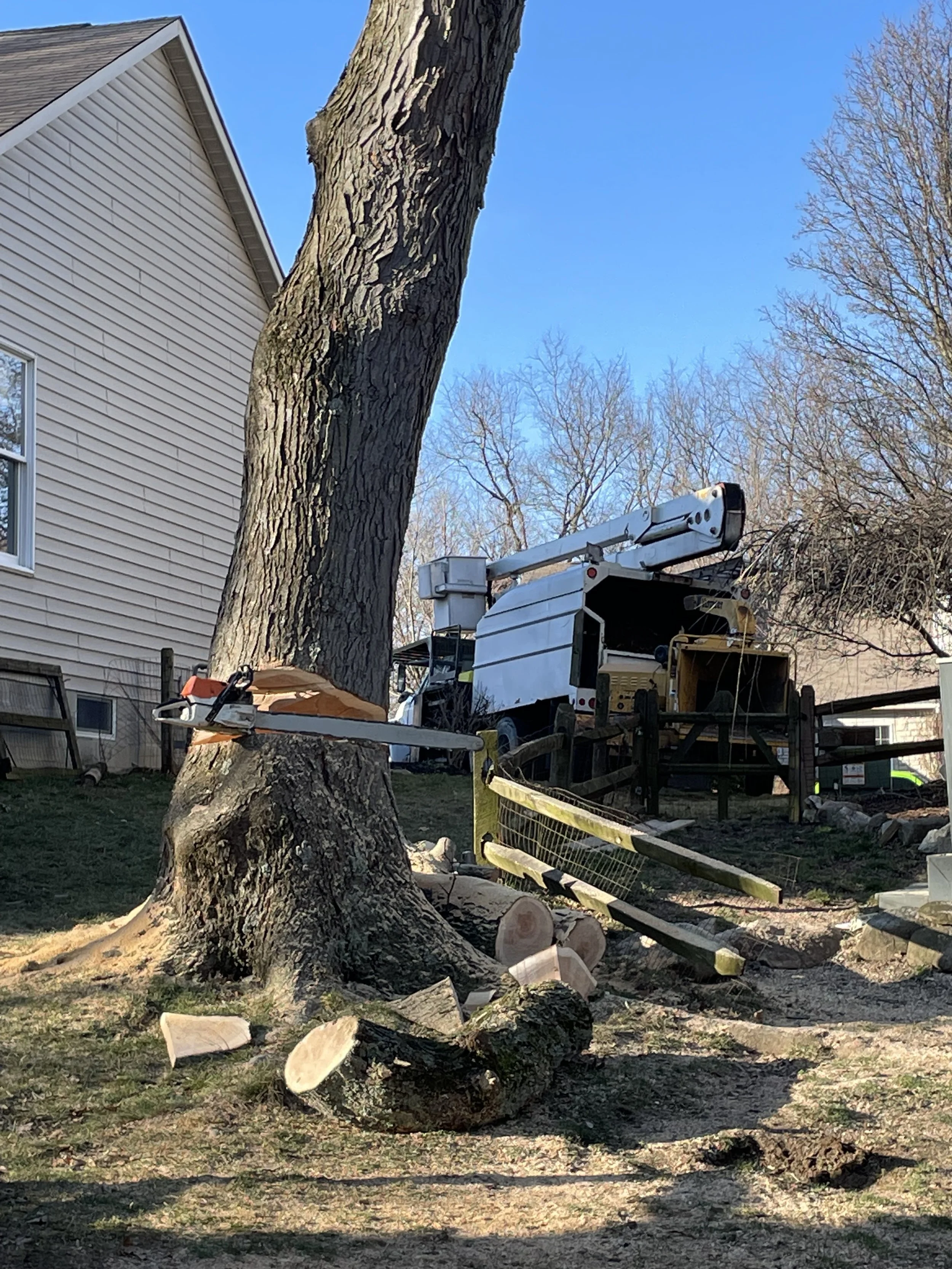 A large tree being cut down with a chainsaw, with logs on the ground and a wood-cutting truck nearby.