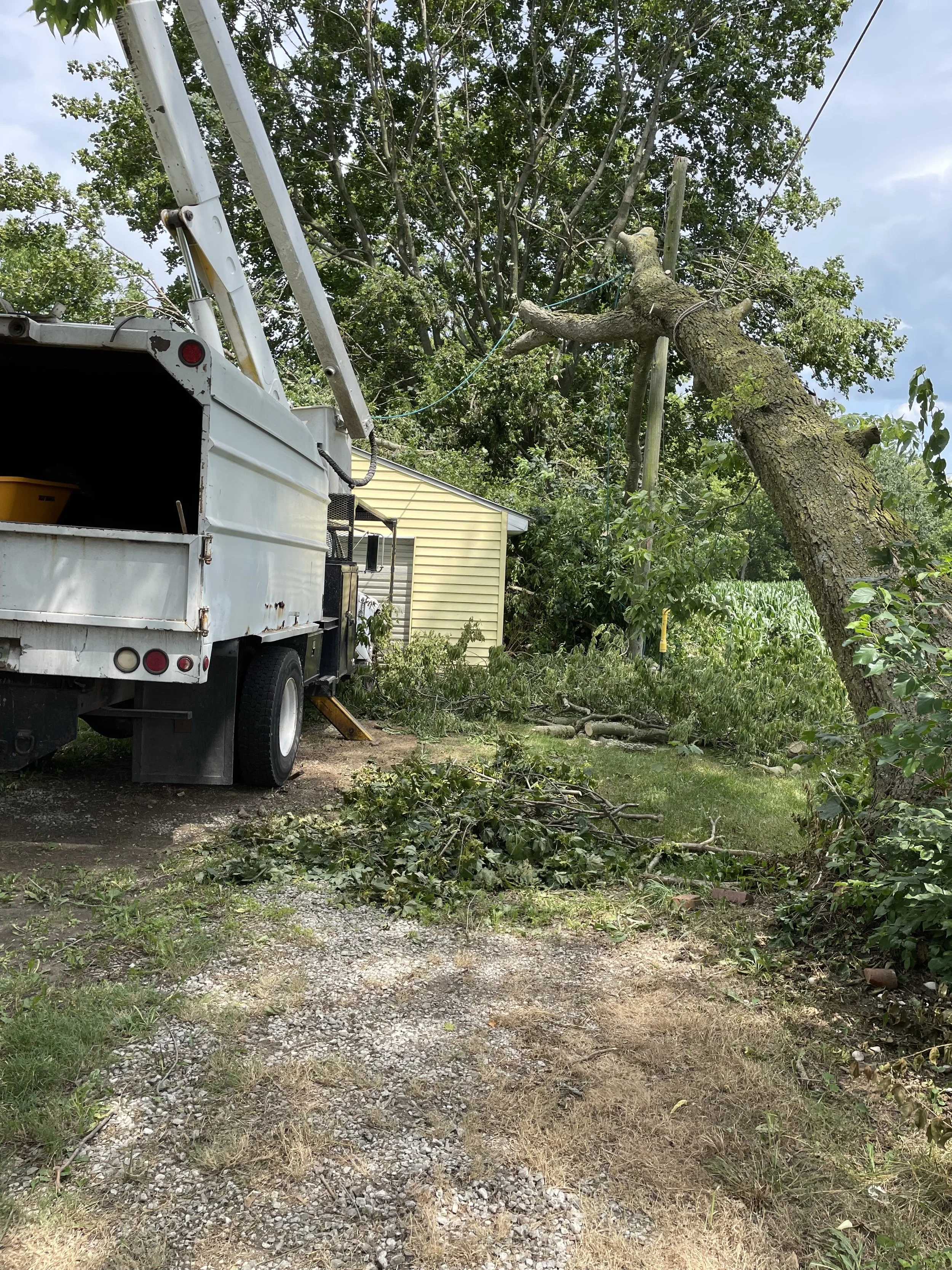 A utility truck with an elevated bucket worker is removing or trimming a large tree from near power lines, with fallen branches on the ground and a small yellow building in the background.