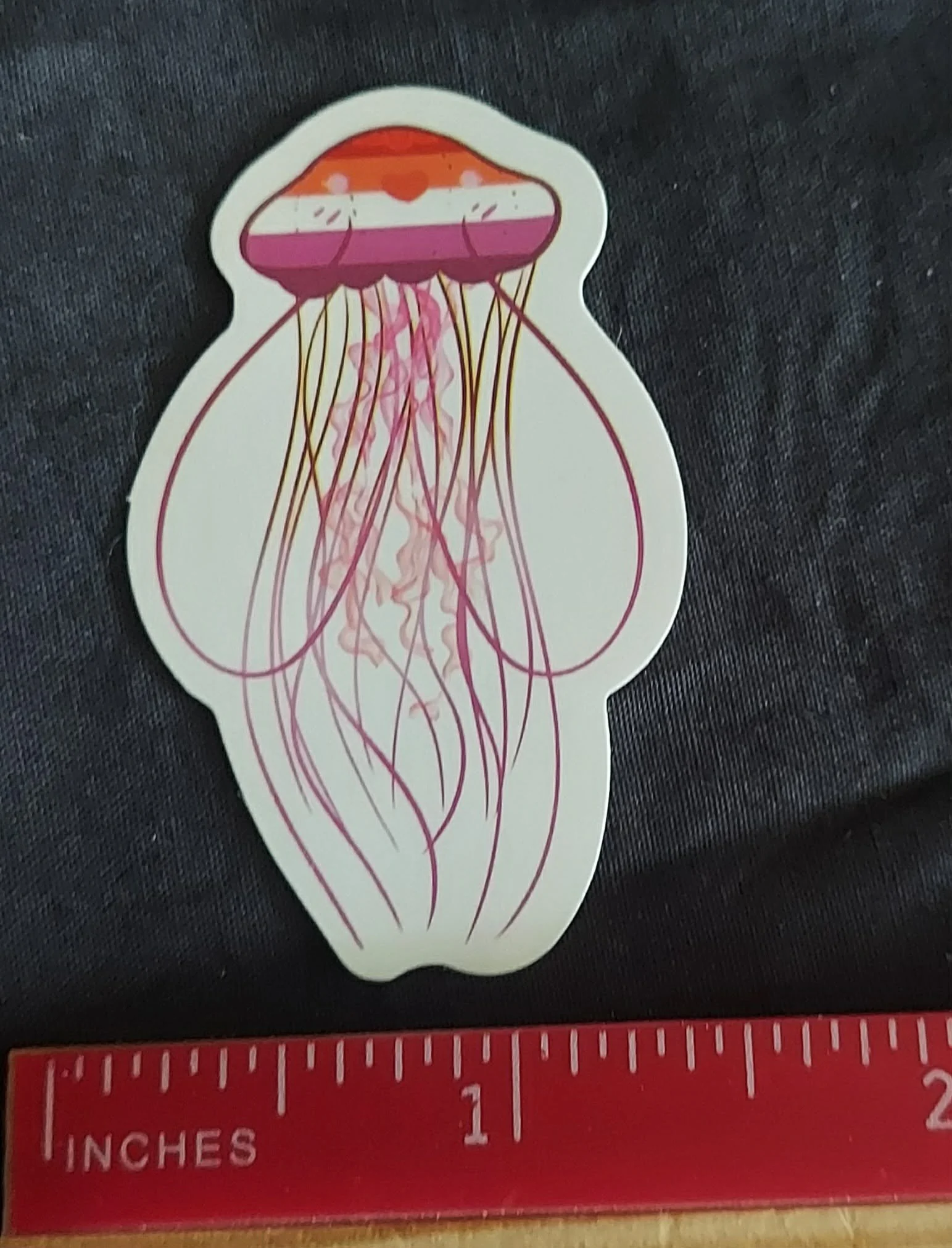 jelly fish bottom.jpg