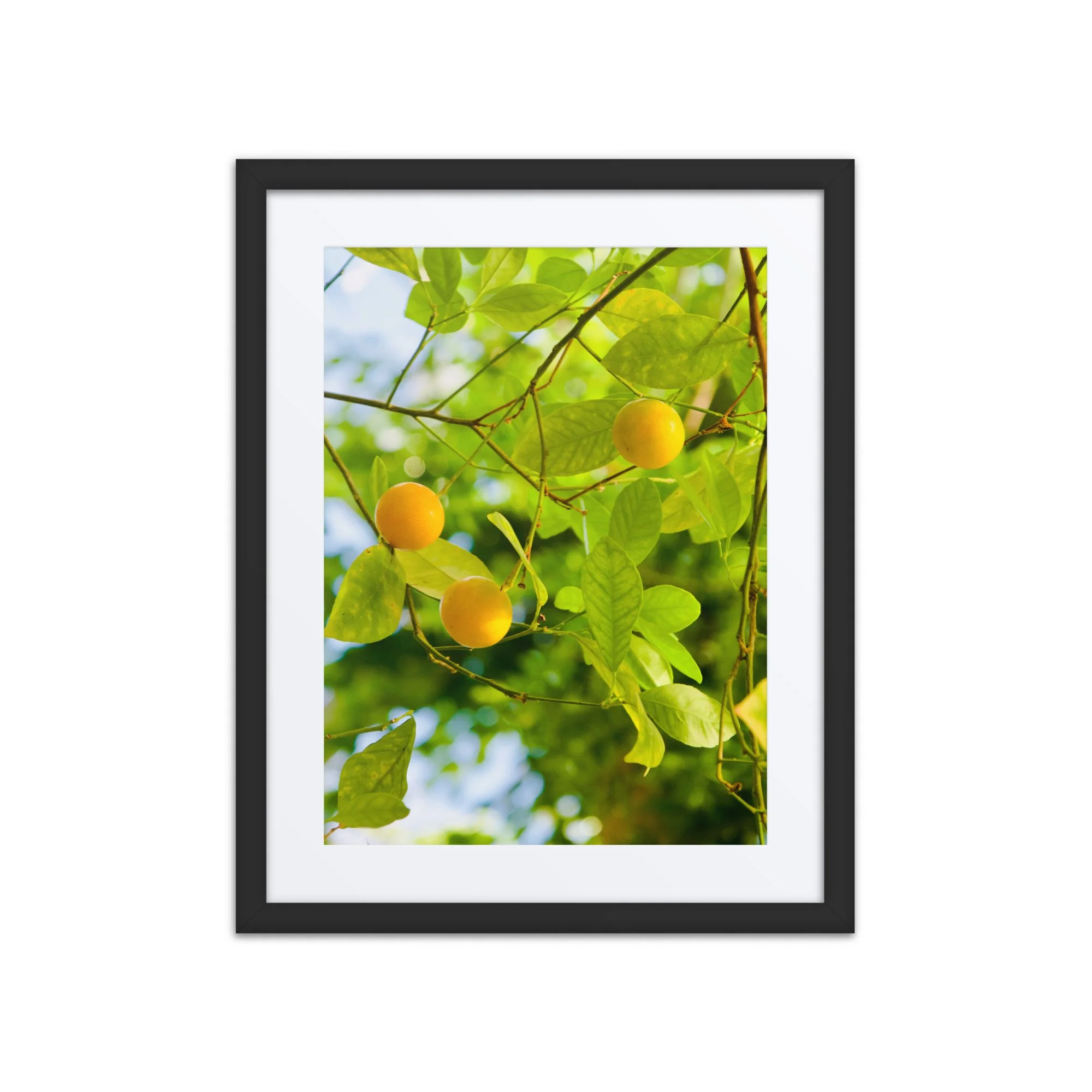 matte-paper-framed-poster-with-mat-(in)-black-16x20-front-6a3de1b765523.jpg