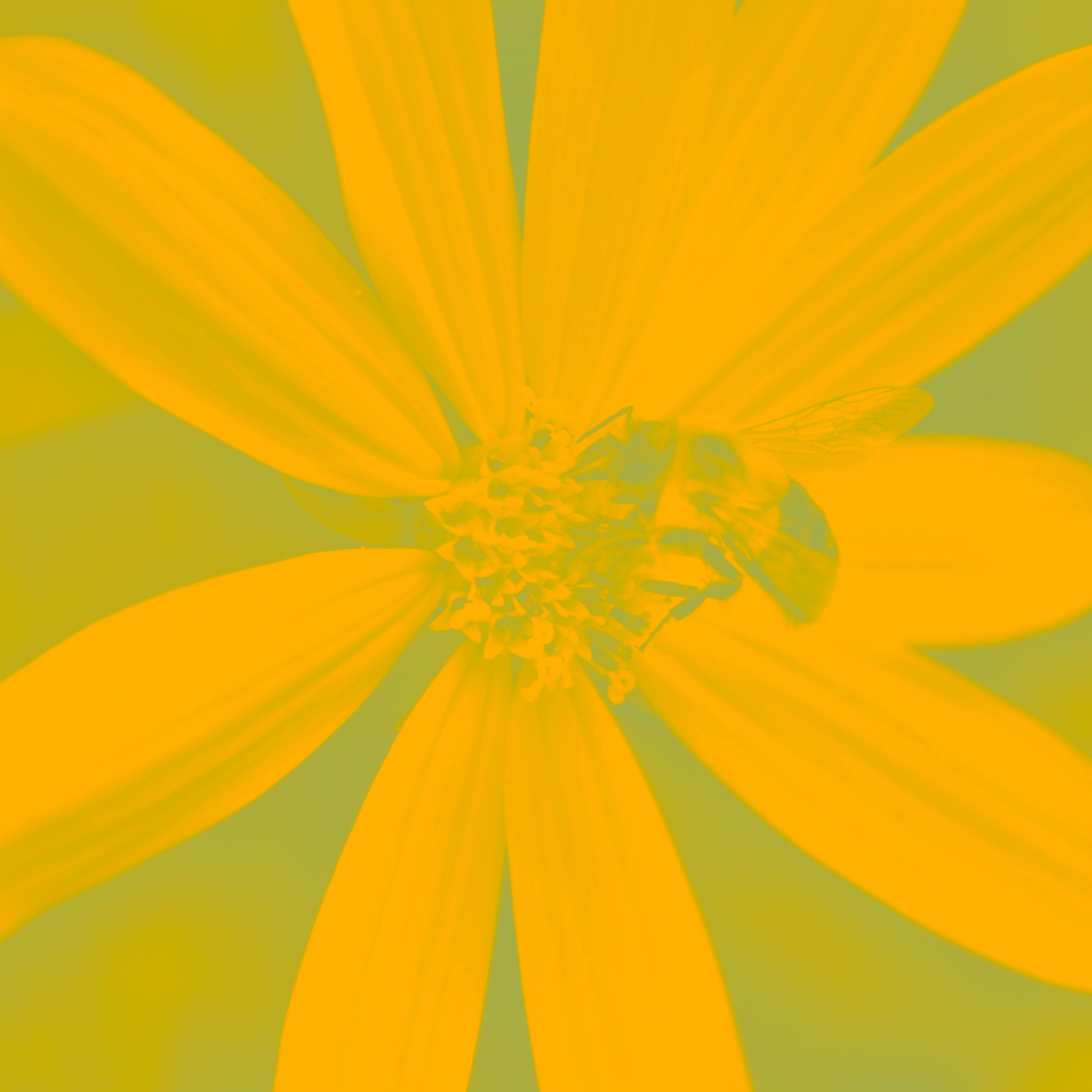 🌼 A little moment in the garden.

Sometimes the smallest details make the best photographs.

A burst of colour, a busy little visitor, and a flower doing what flowers do best &mdash; catching the light. 📸

#AndrewKerfootPhotography #FineArtPhotogra