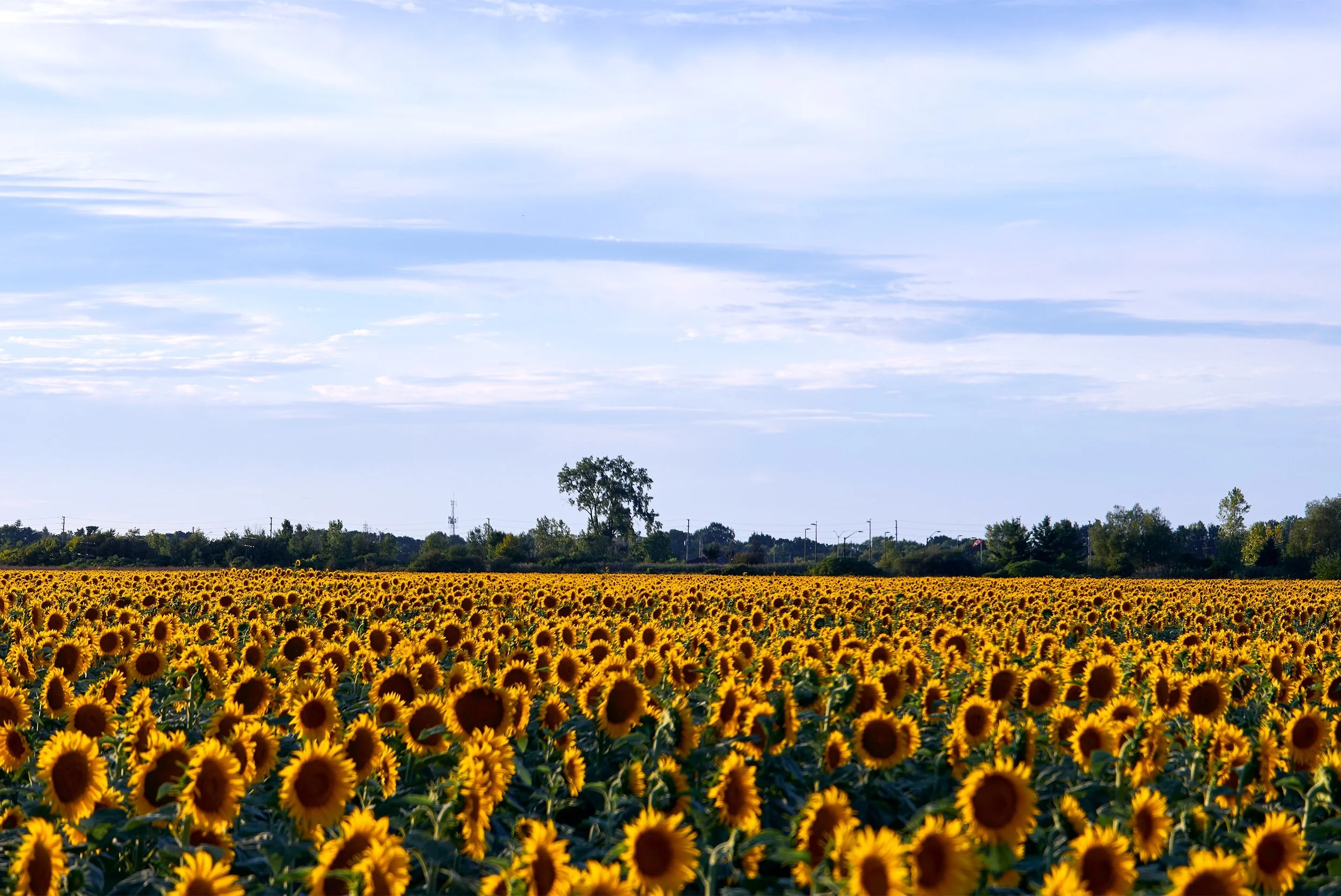 Sunflower_2.jpeg