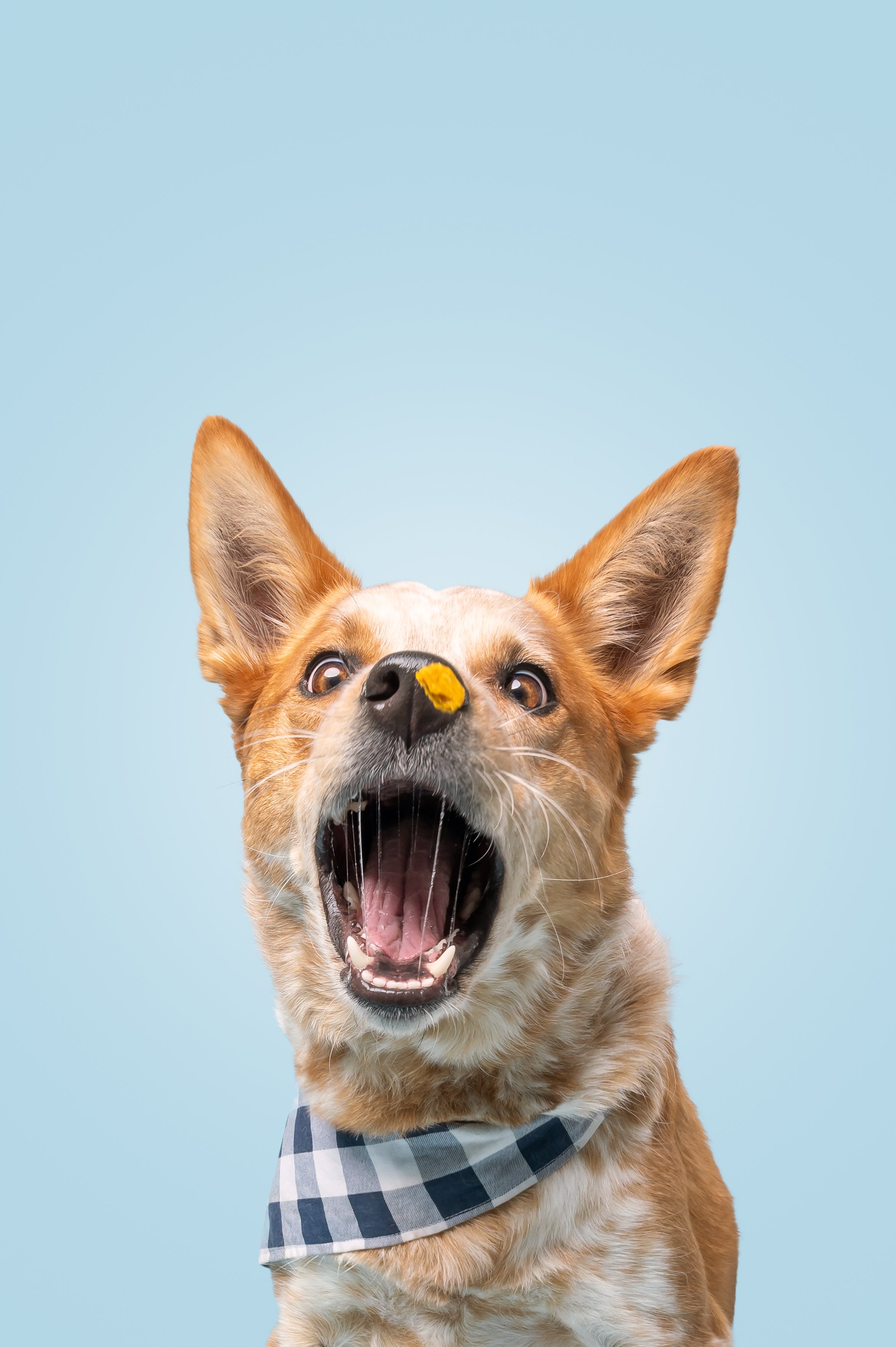 Red-Heeler-Portrait-The-Dog-Photog-Minneapolis-MN-18 copy-web.jpg