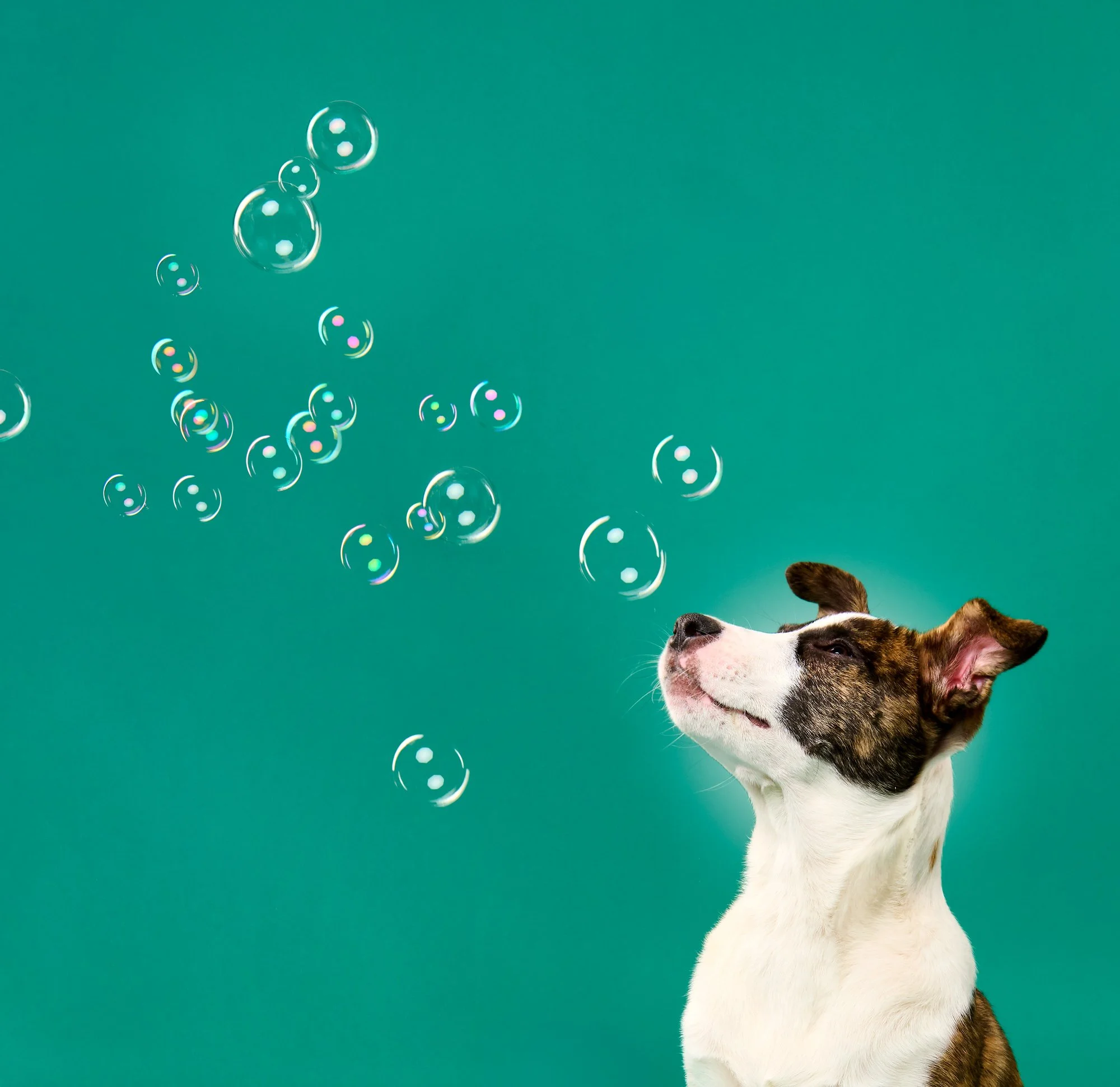 Hound-mix-puppy-dog-portrait-bubbles-minneapolis.jpg
