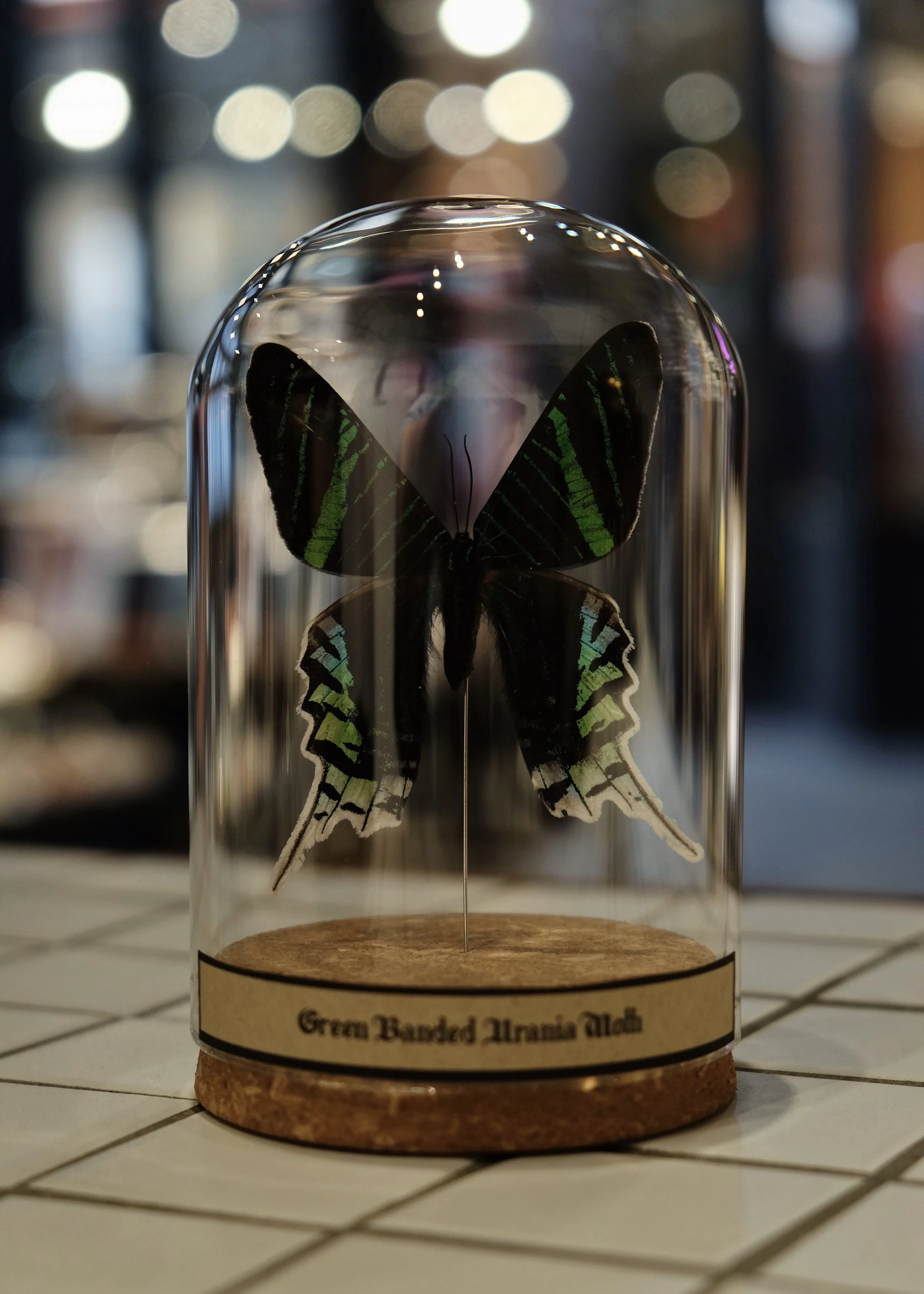 Green Banded Urania Moth