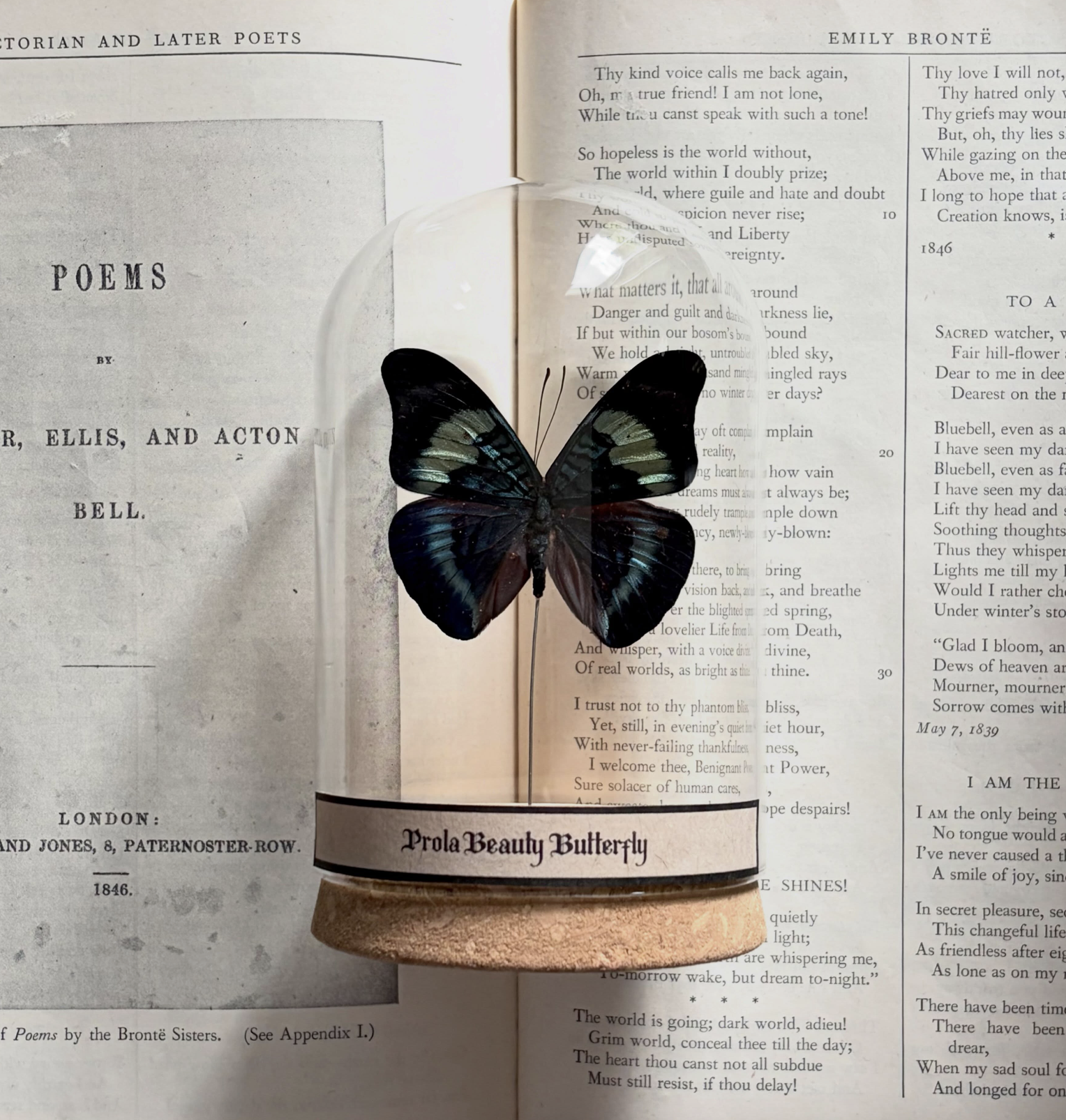 Prola Beauty Butterfly