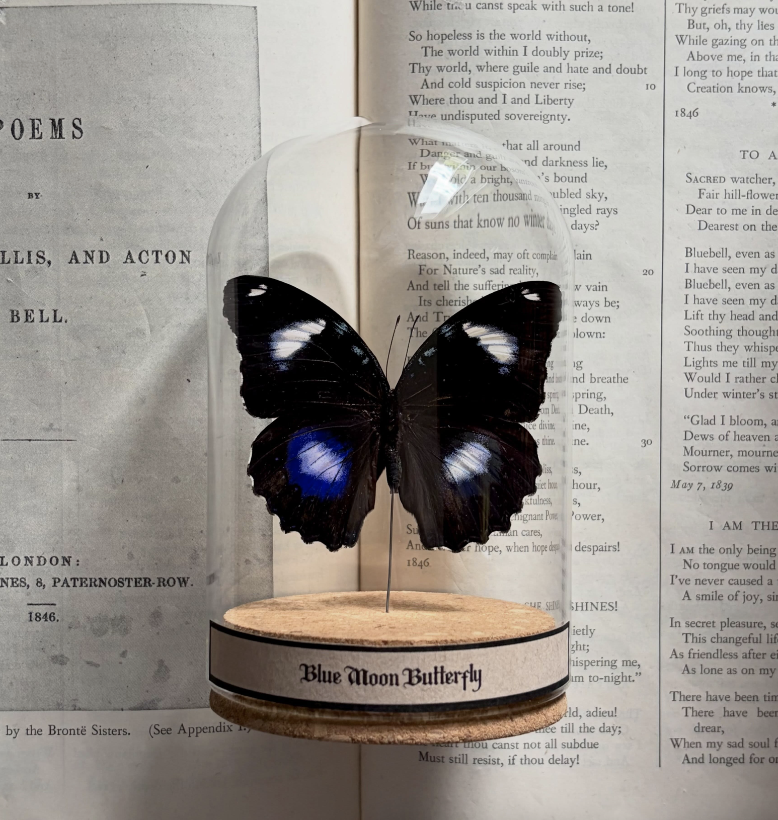 Blue Moon Butterfly