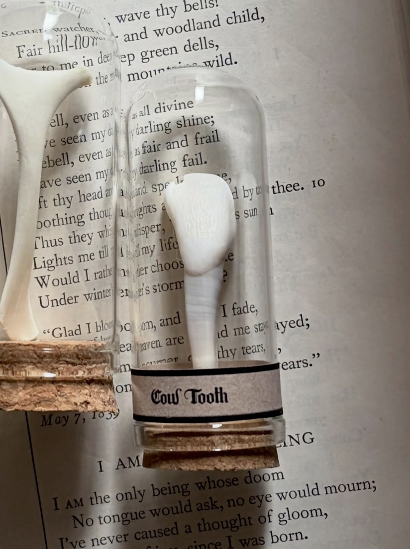 Cow Tooth