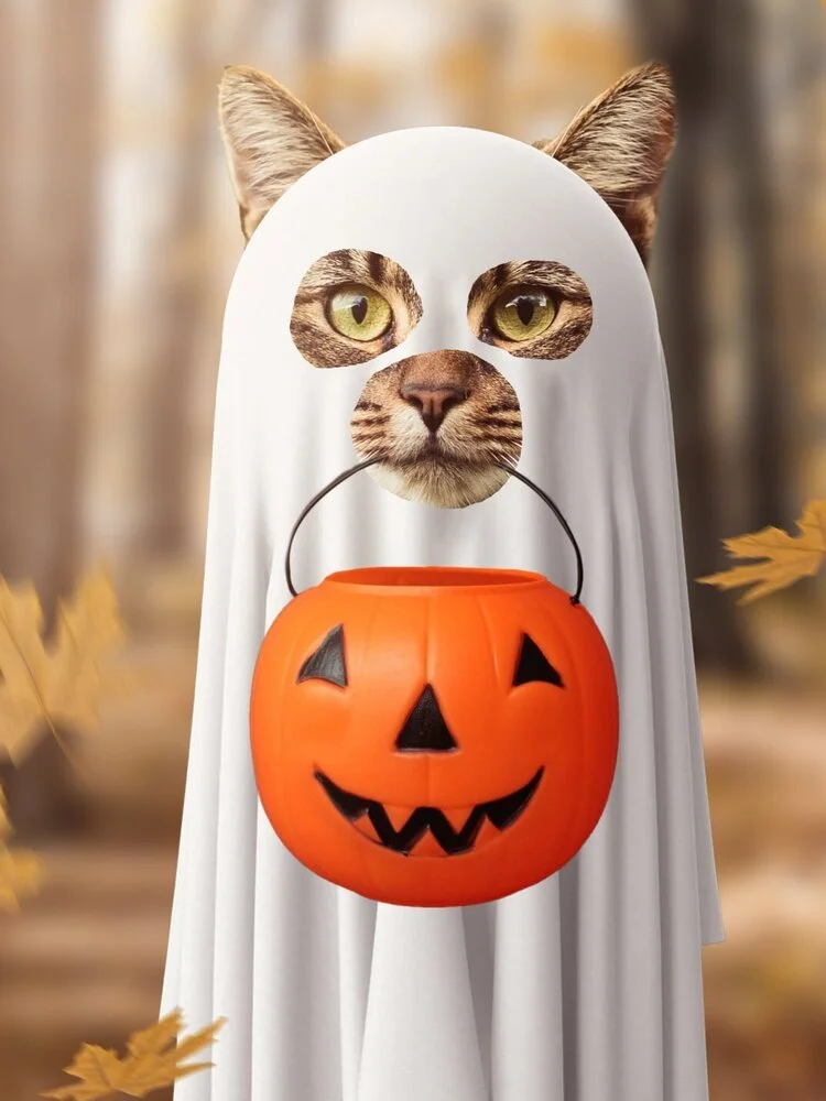 Halloween+Themed+pet+photoshoot+cincinnati+ohio.jpg