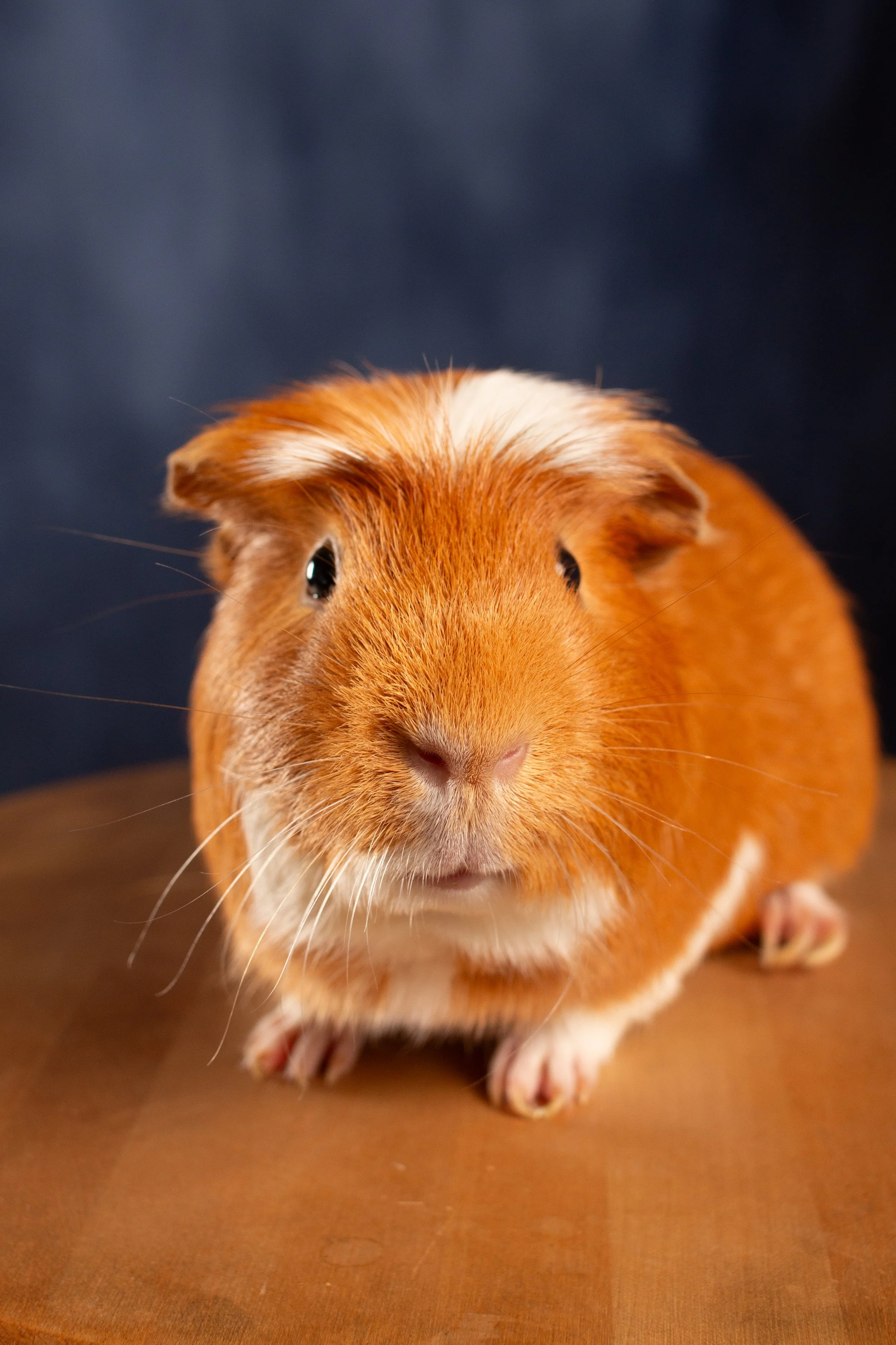  Orange guinea pig class pet posing for  portrait on school picture day by Say Yes  to Jess 