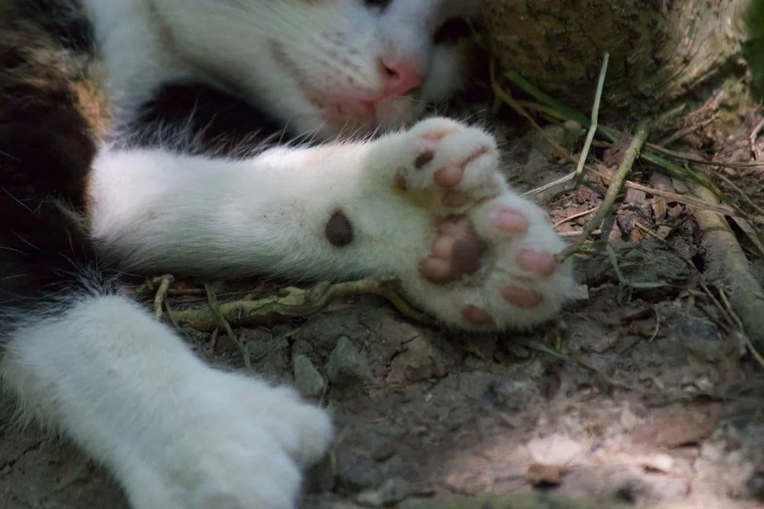 Close-up of a cat sleeping on the ground with focus on its pink paw pads.